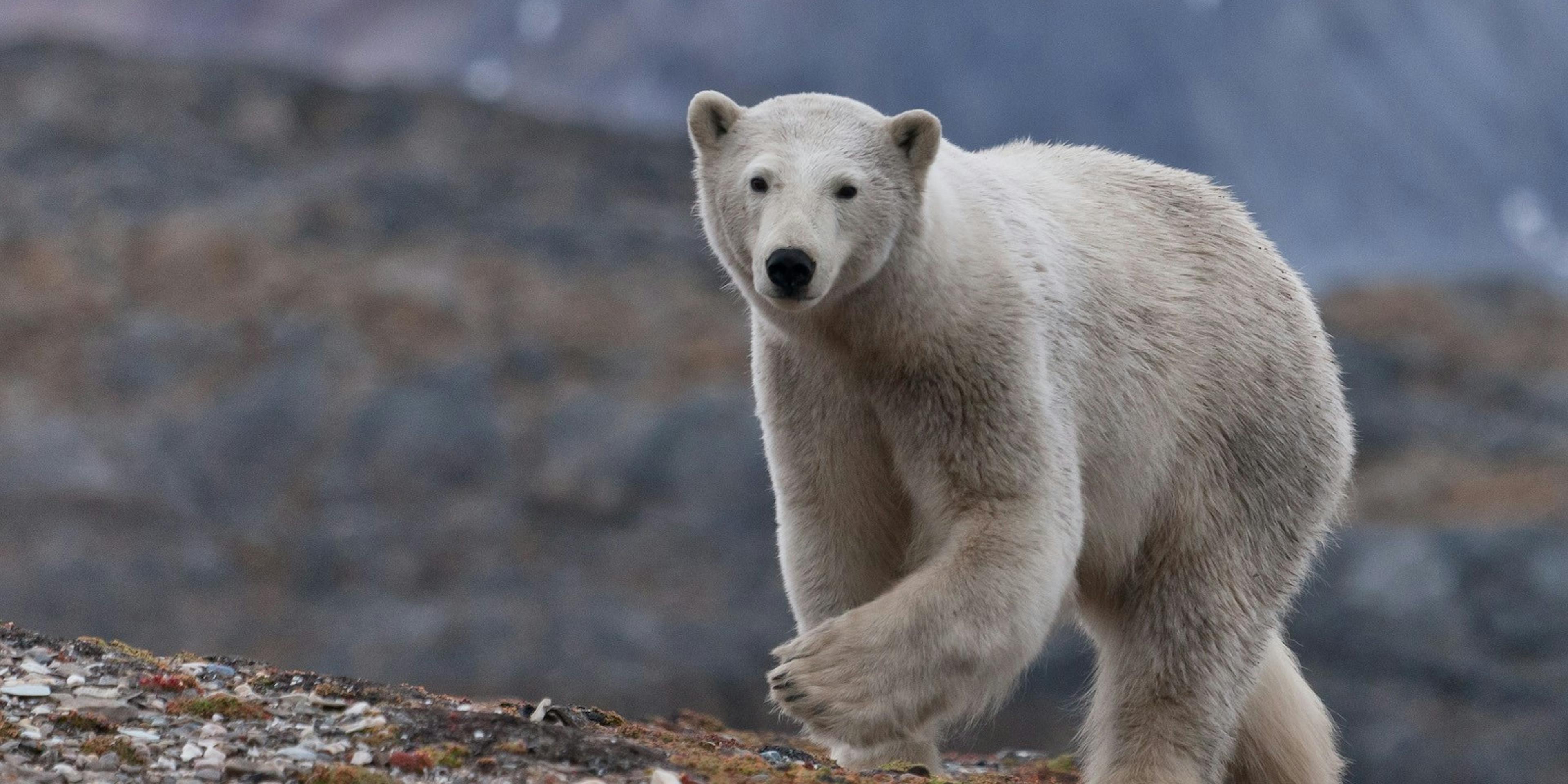 Polar Bears in Iceland, Wildlife in Iceland