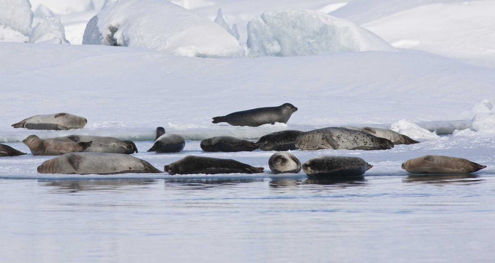 Seals at glacier lagoon