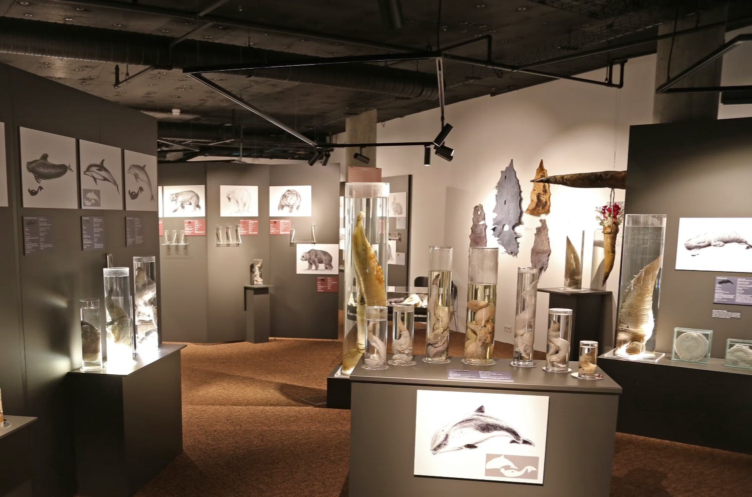 Icelandic Phallological Museum