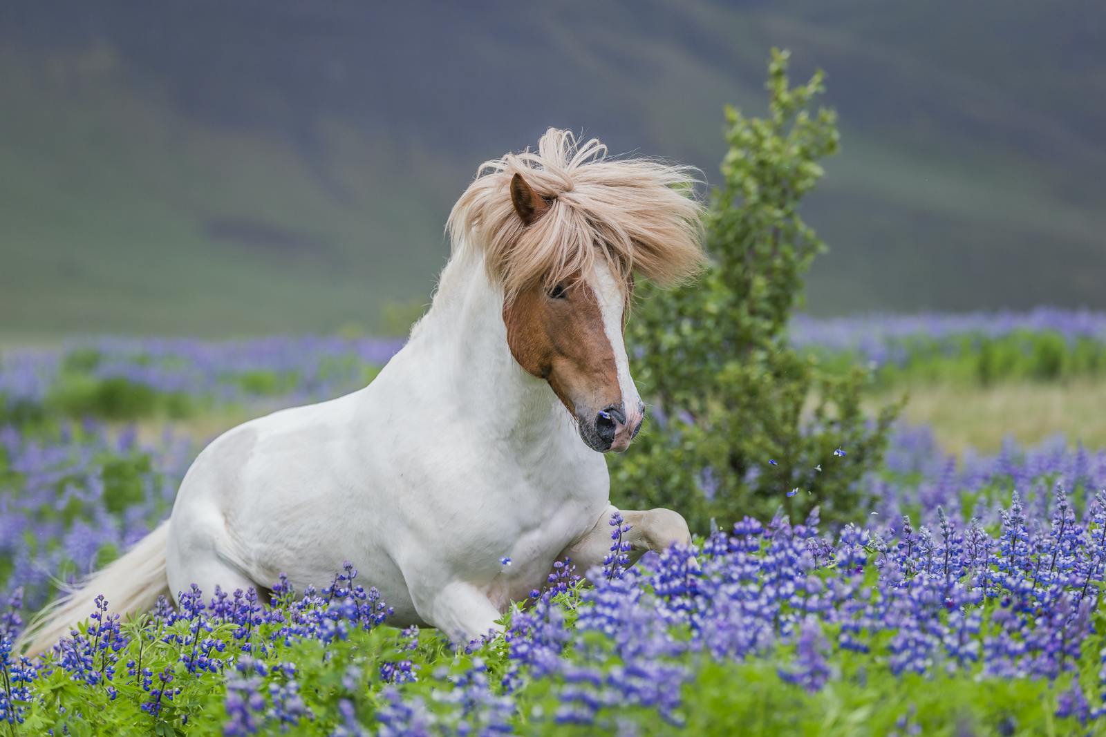 Icelandic horse