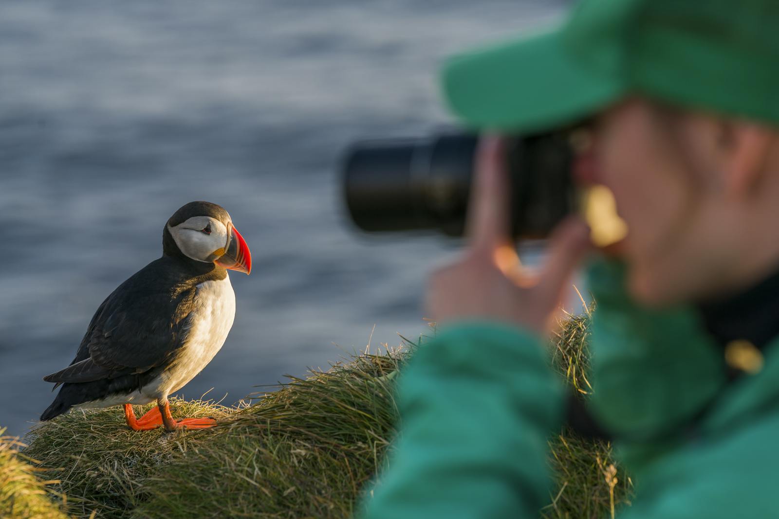 Puffing birdwatching in Iceland