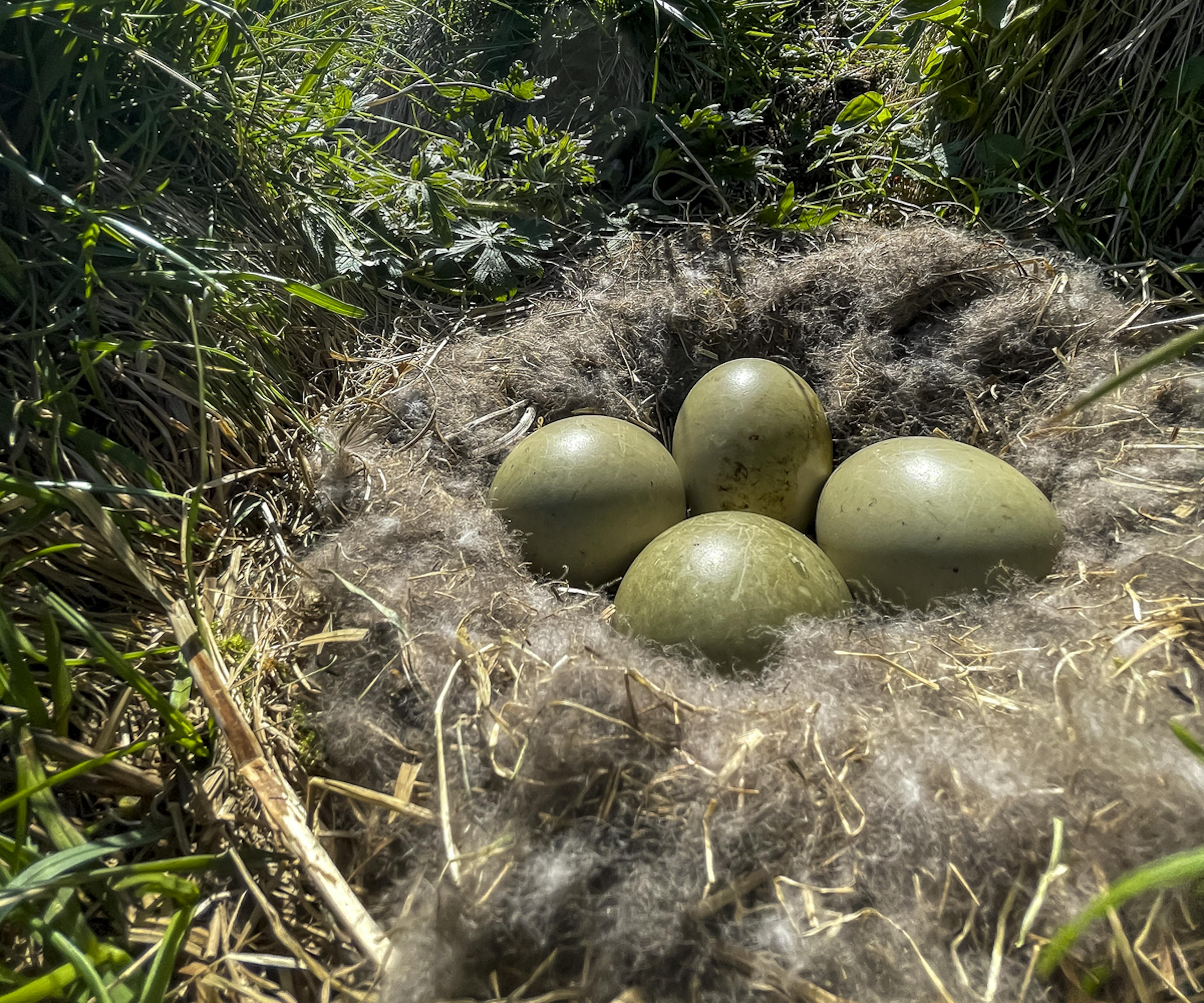 Common Eider eggs with down