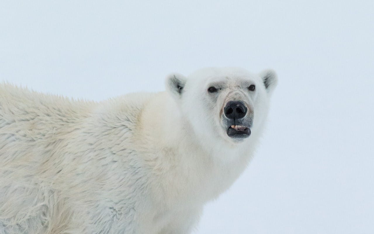 Polar bear