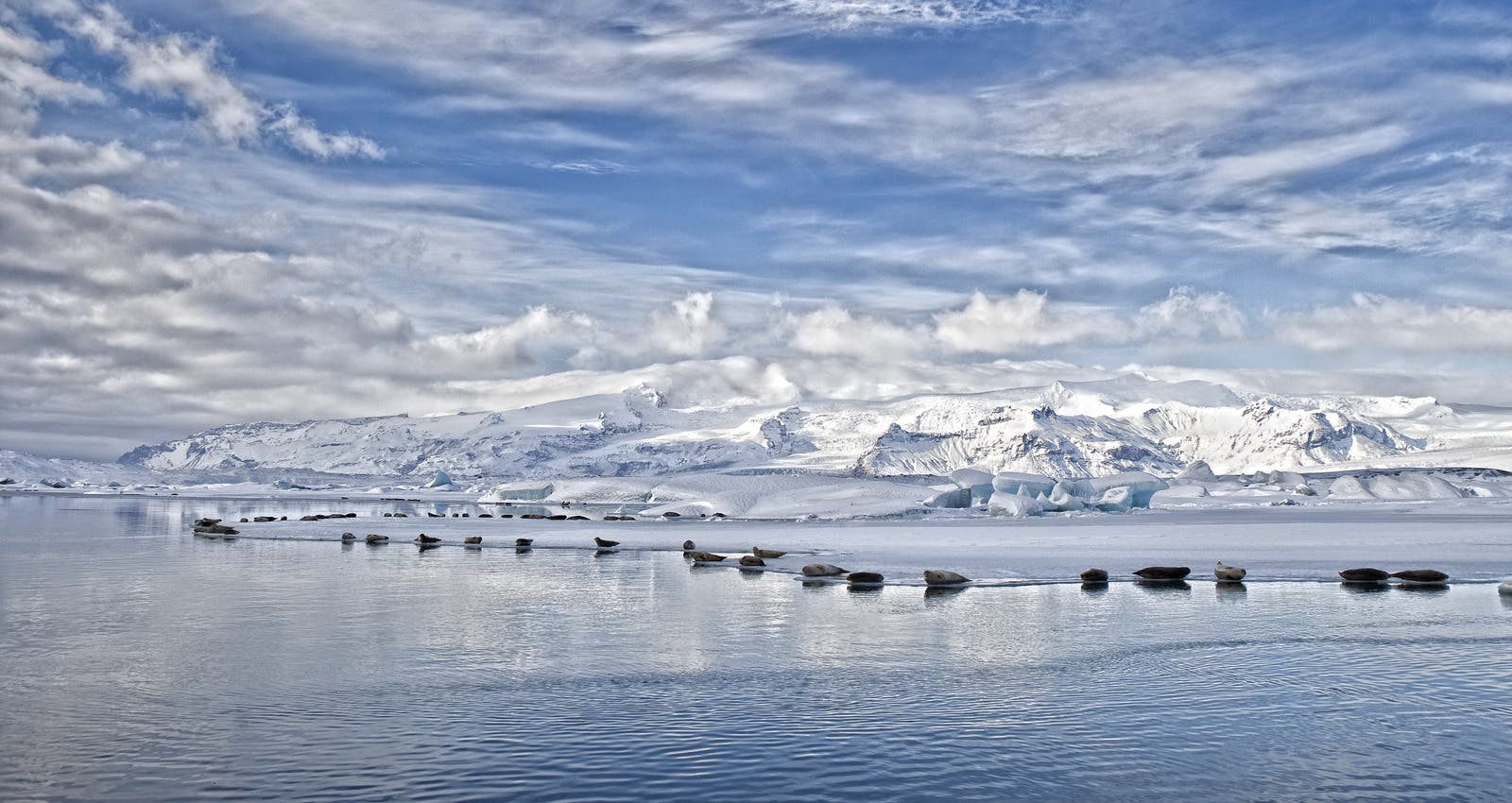 Seals at Jökulsarlon