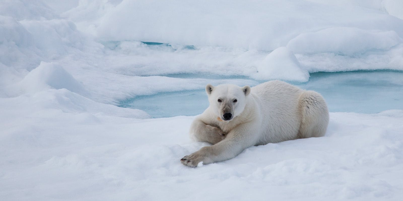 Polar bear 