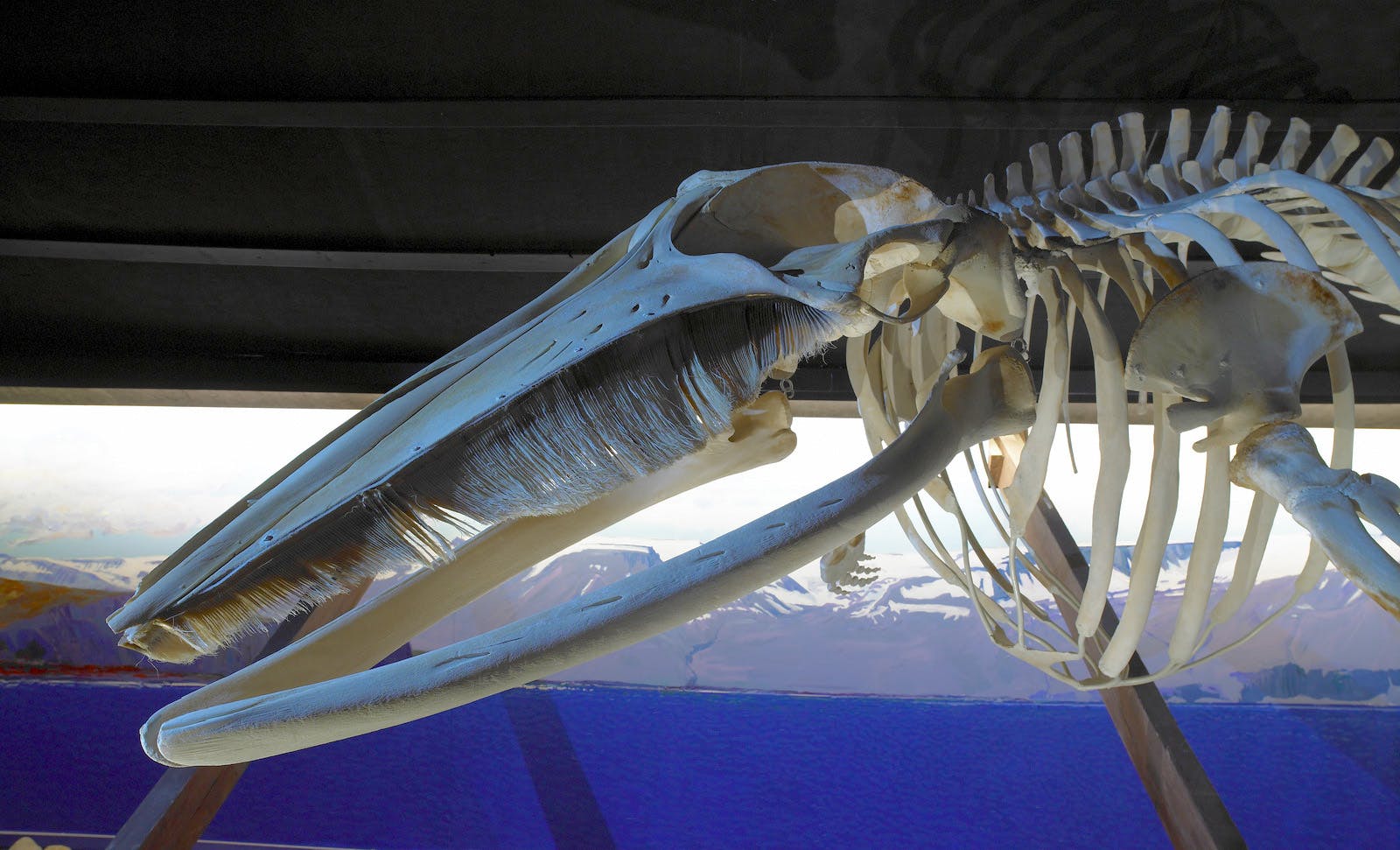 Husavik whale museum 