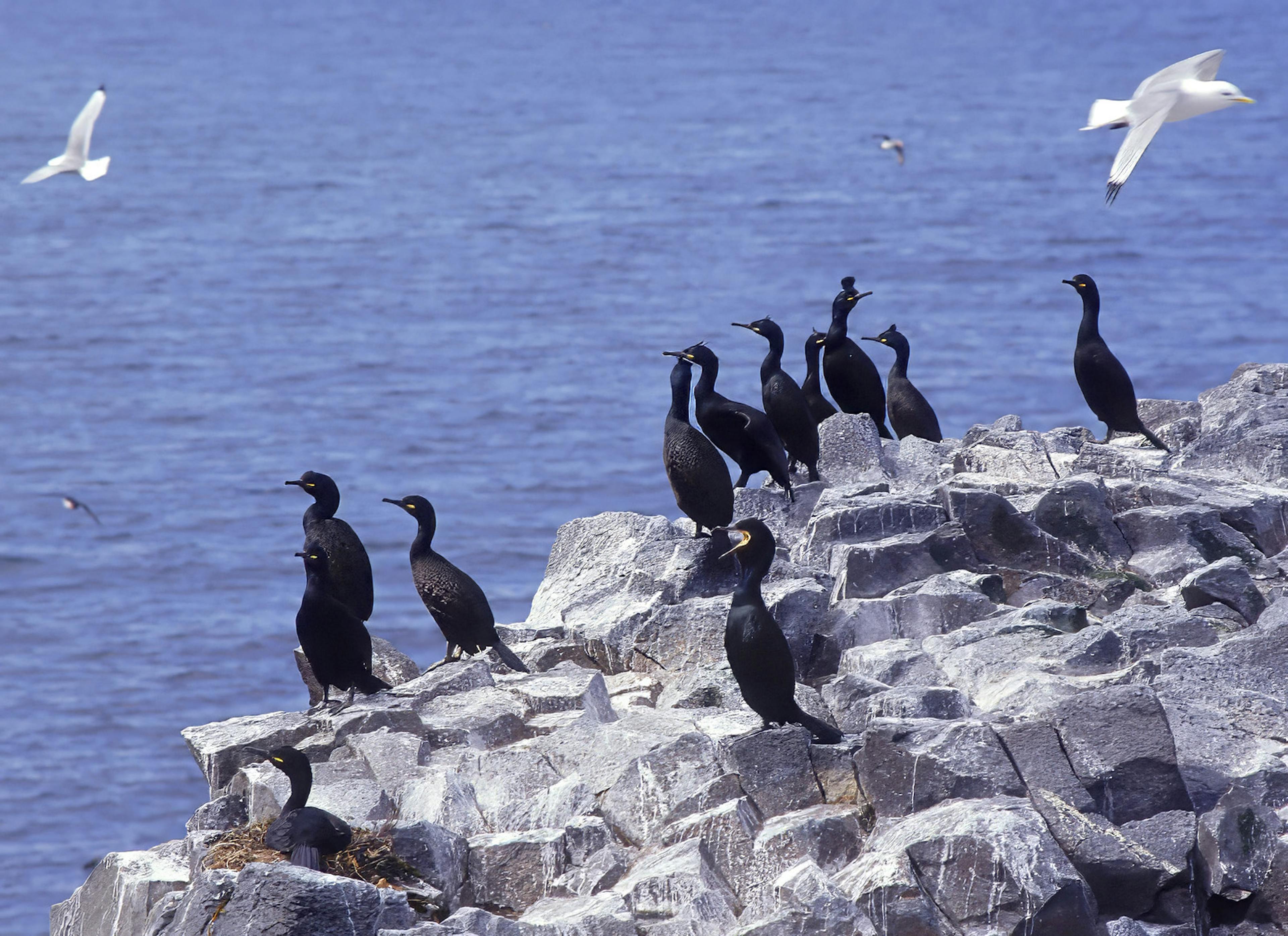 the Common Shag near shore 