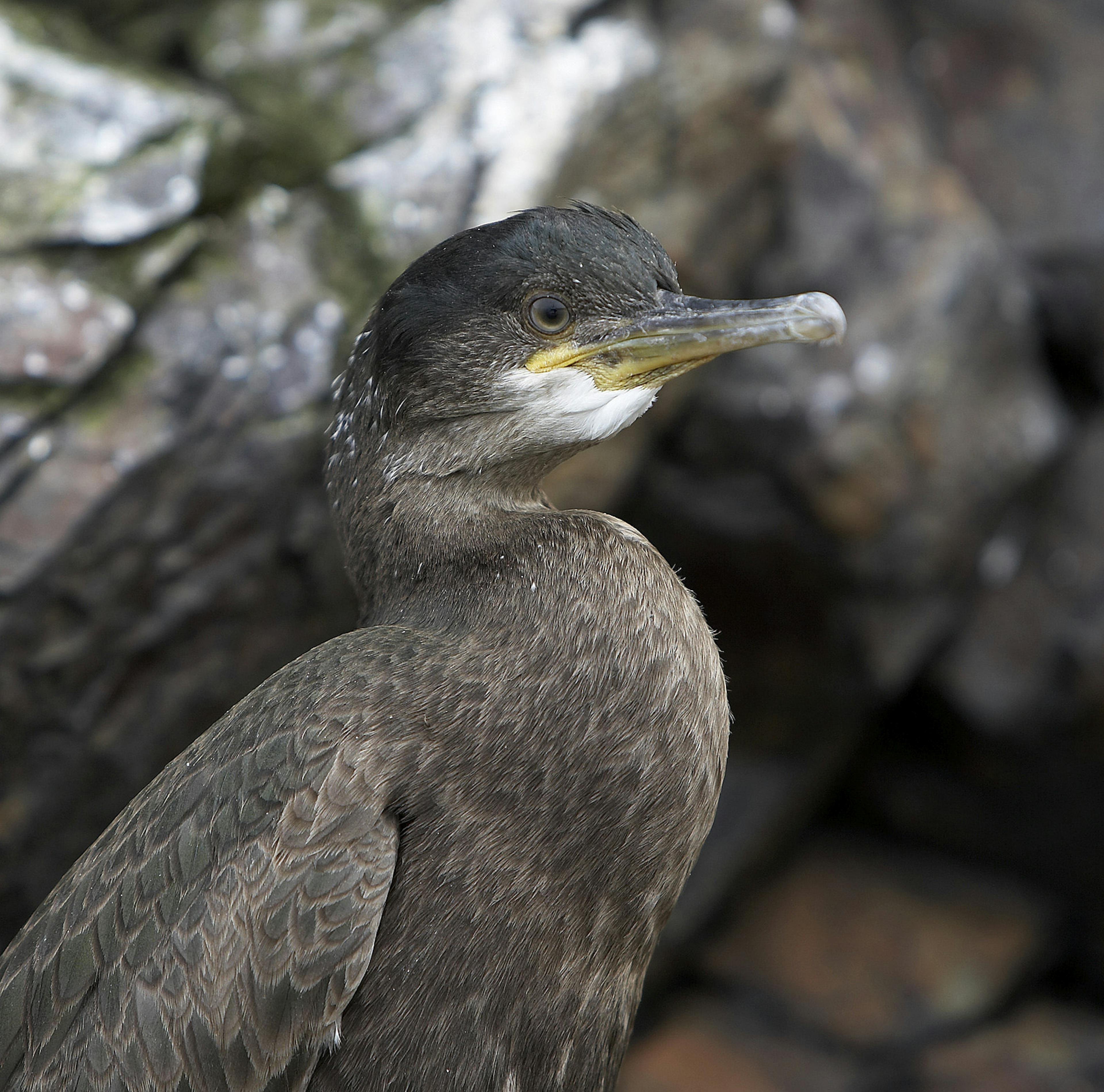 the Common Shag