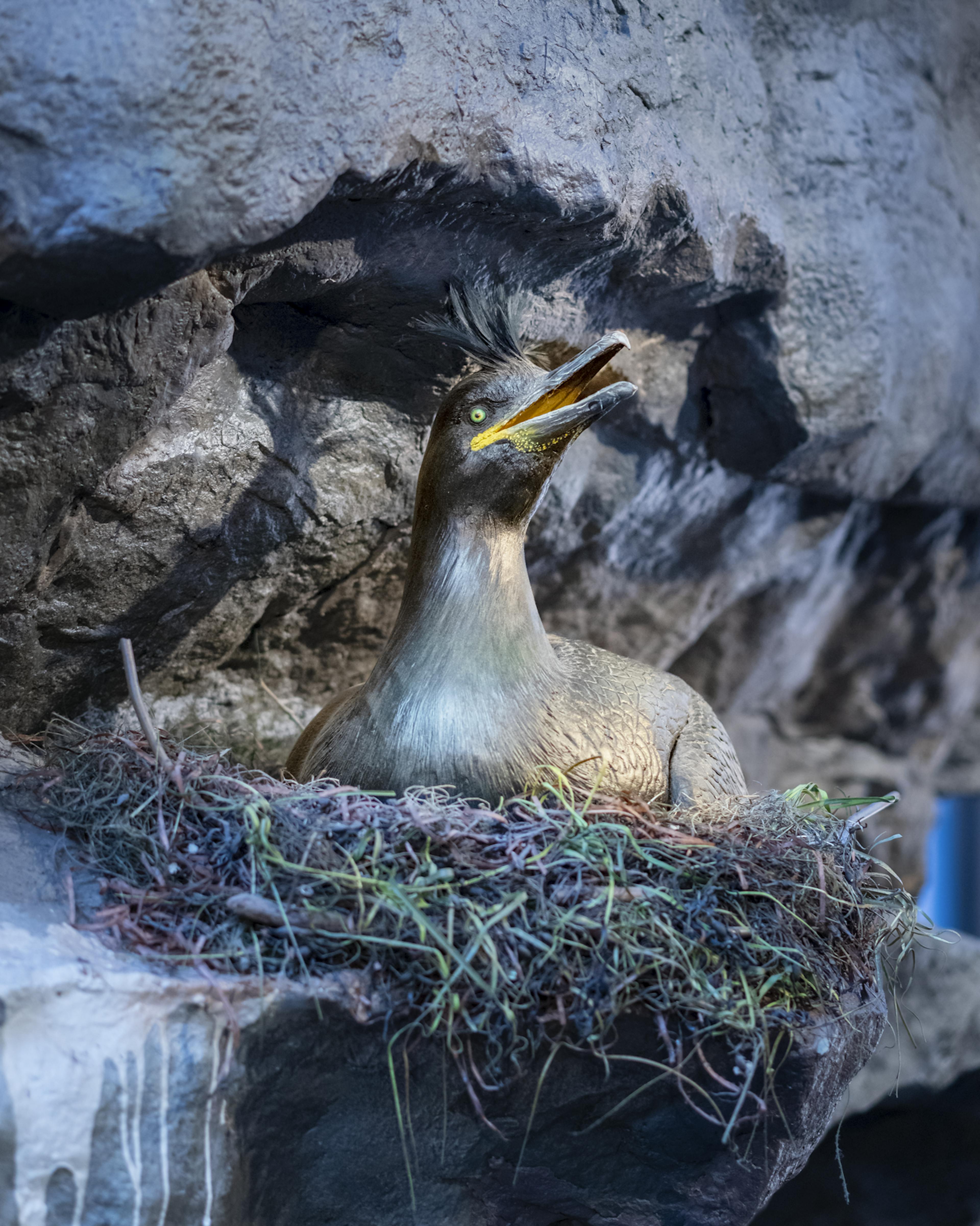 the Common Shag nesting on a cliff