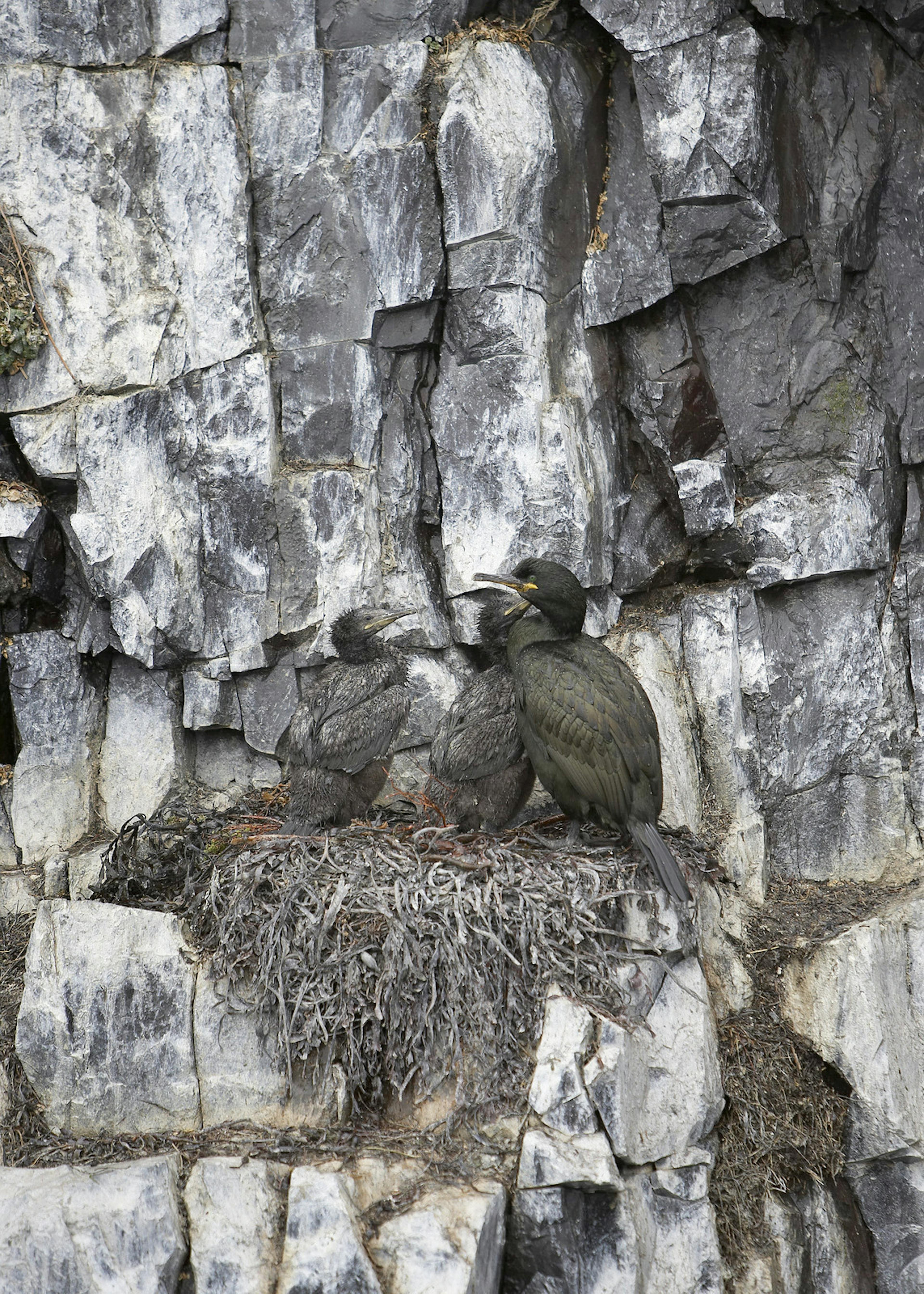 The Common Shag 