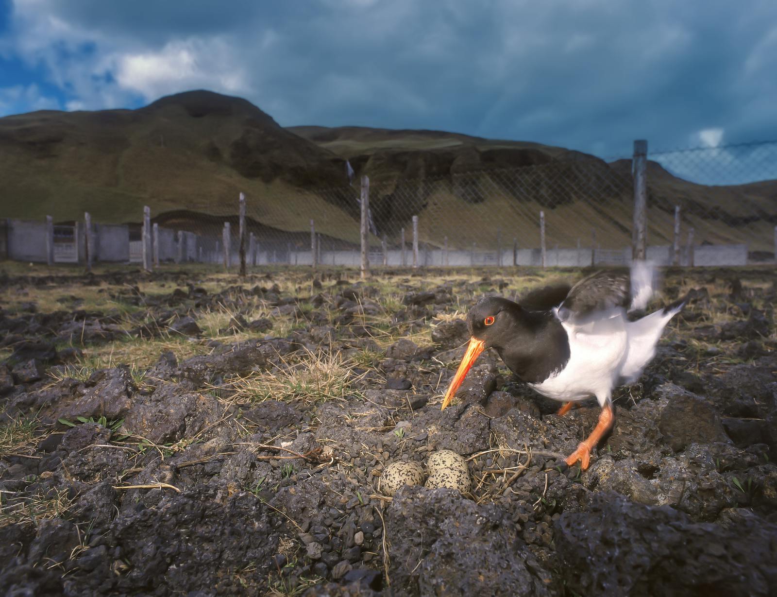 The Oystercatcher near it's nest