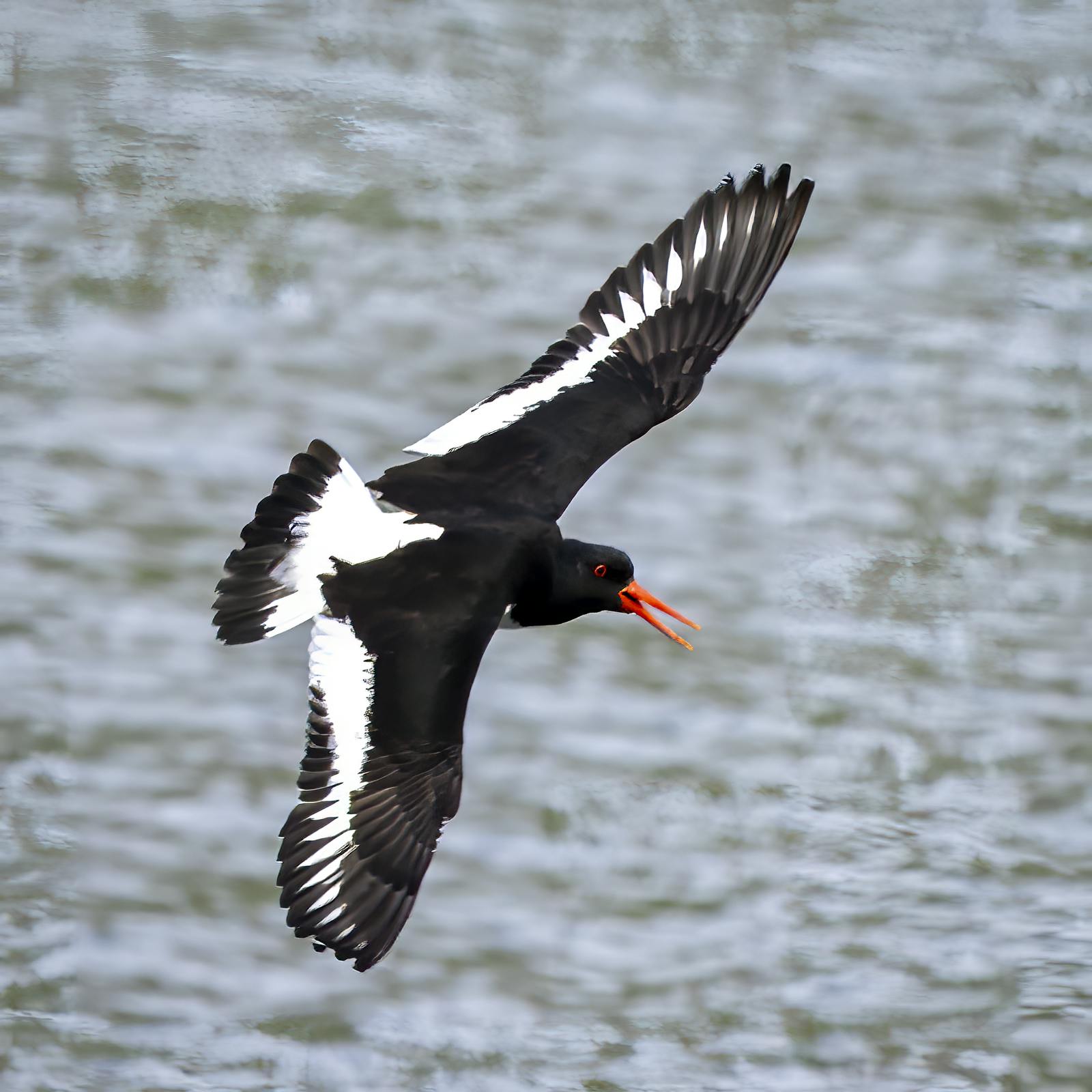 The Oystercatcher Flying Over Sea
