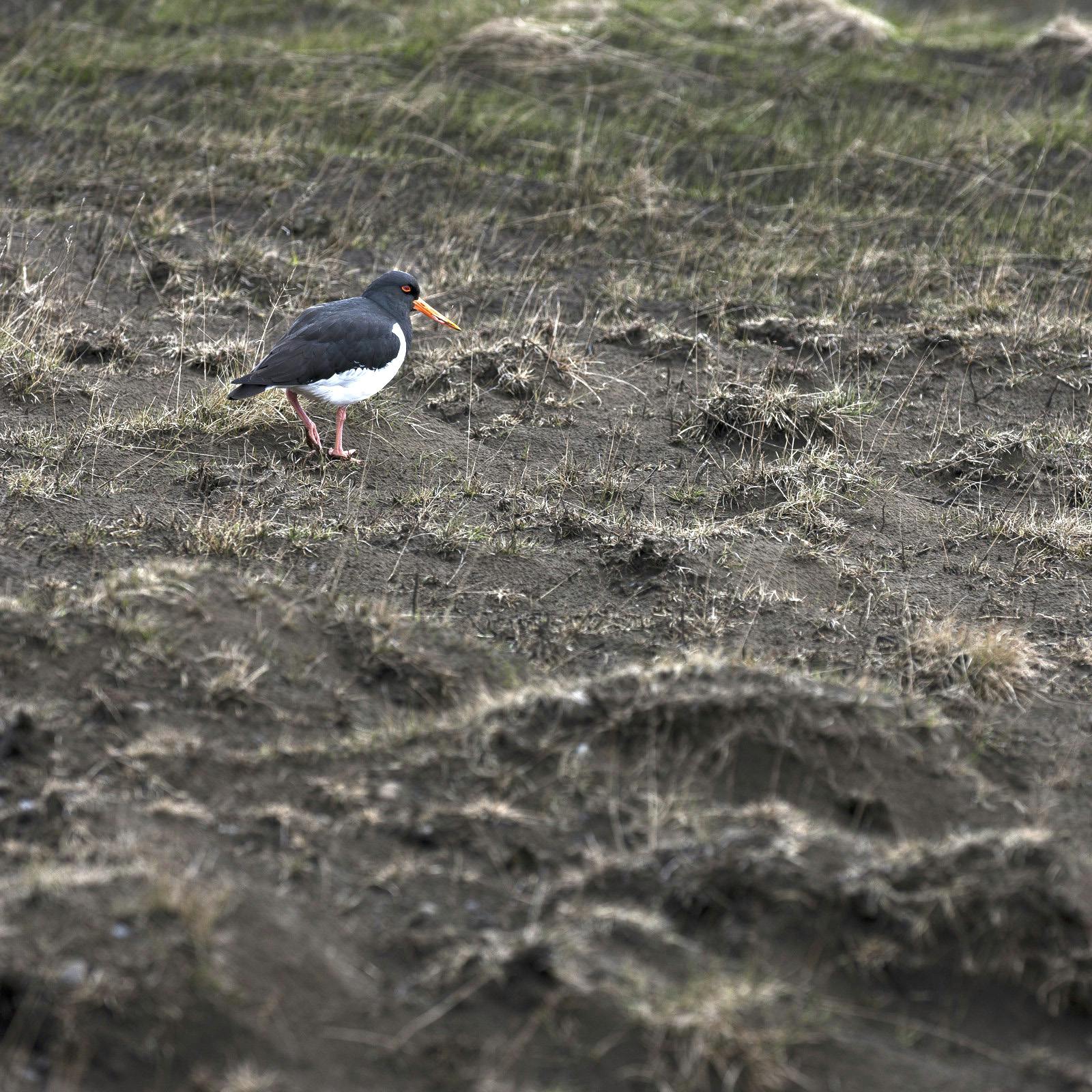 The Oystercatcher in Nature
