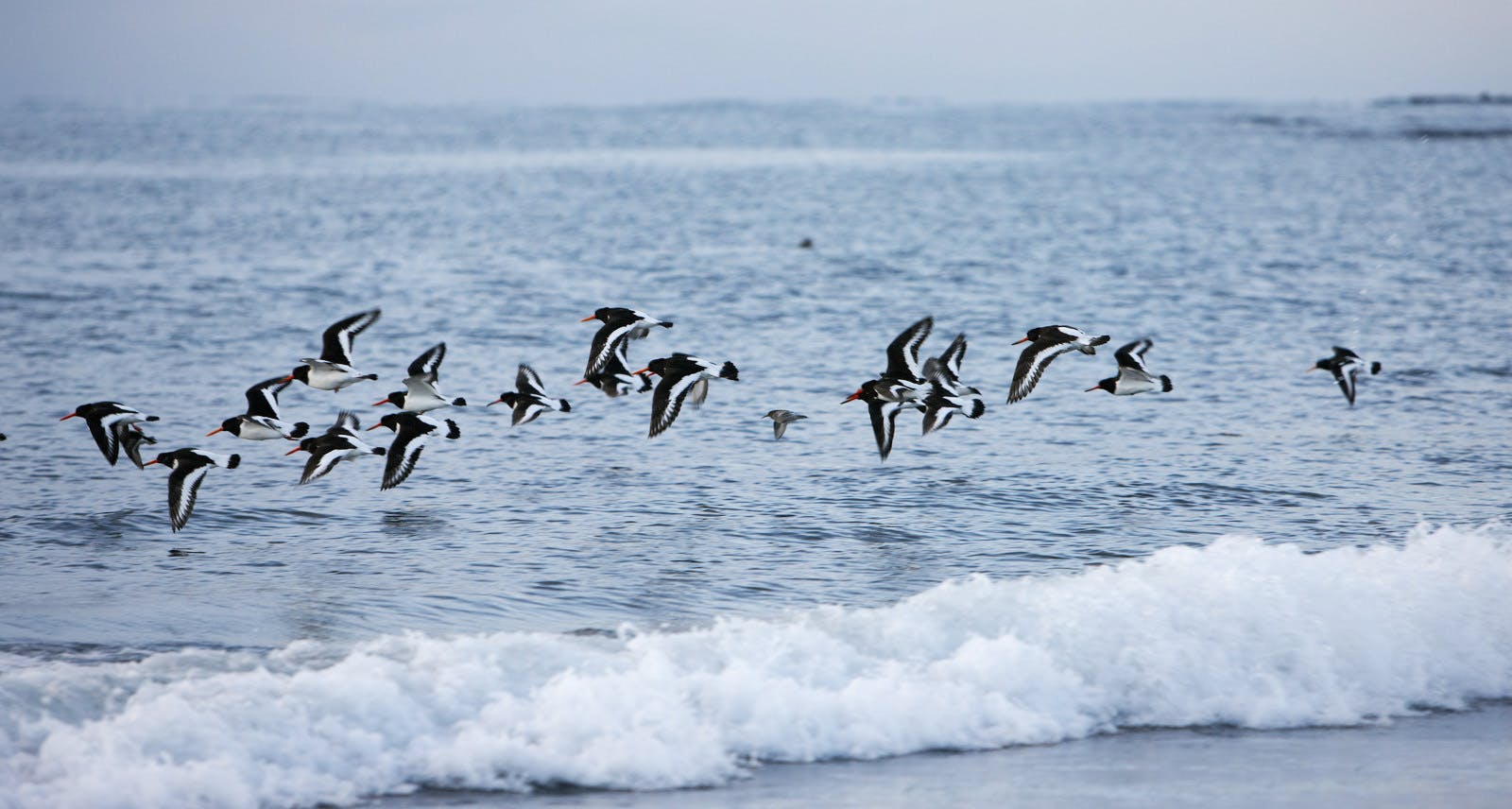 Group of Oystercatchers at Sea