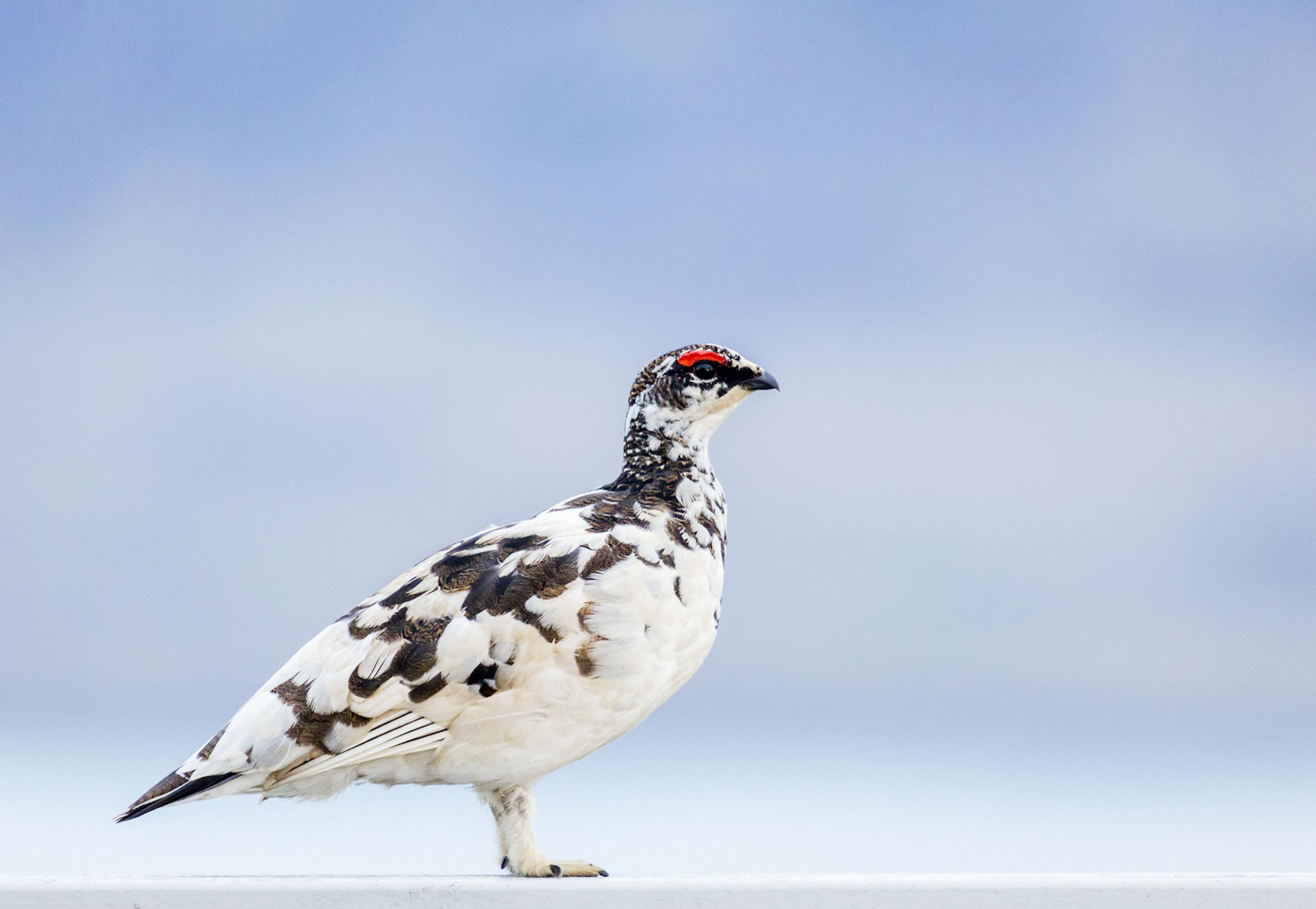 Ptarmigan 