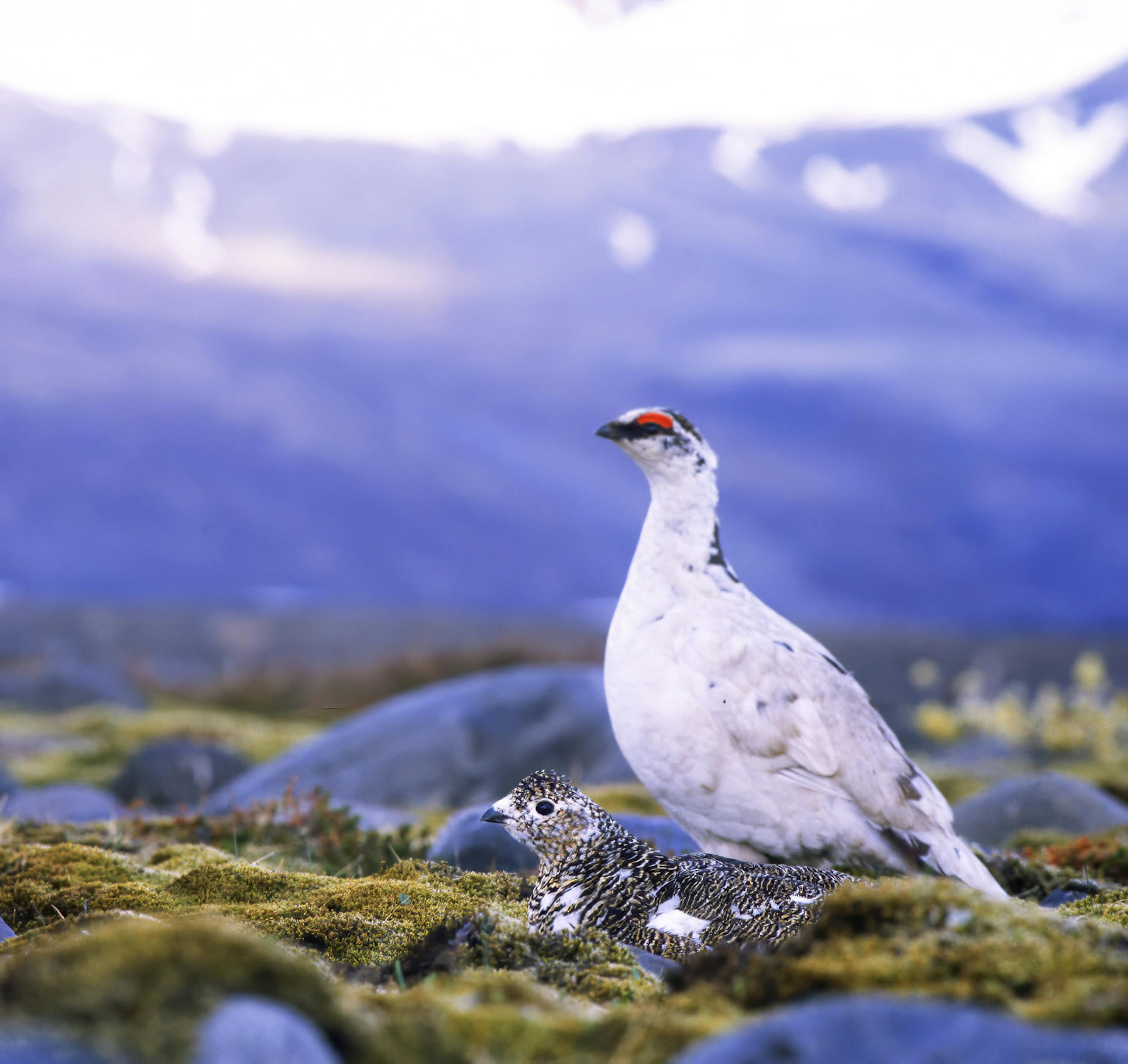 Ptarmigans in Nature