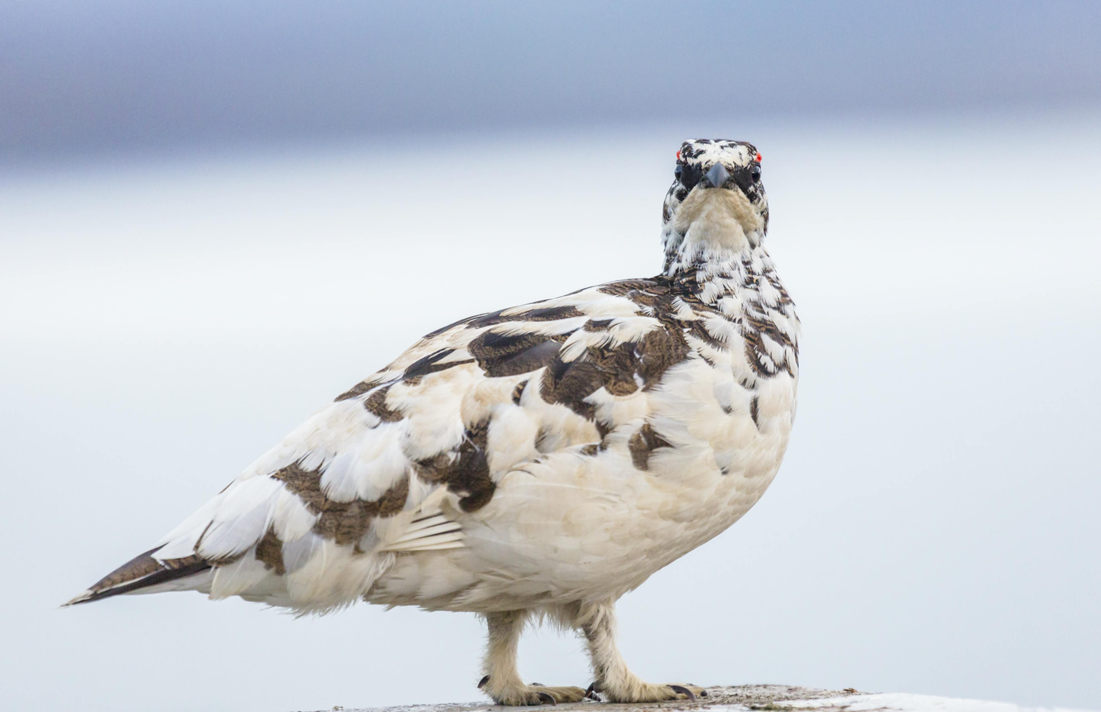 Ptarmigan in snow