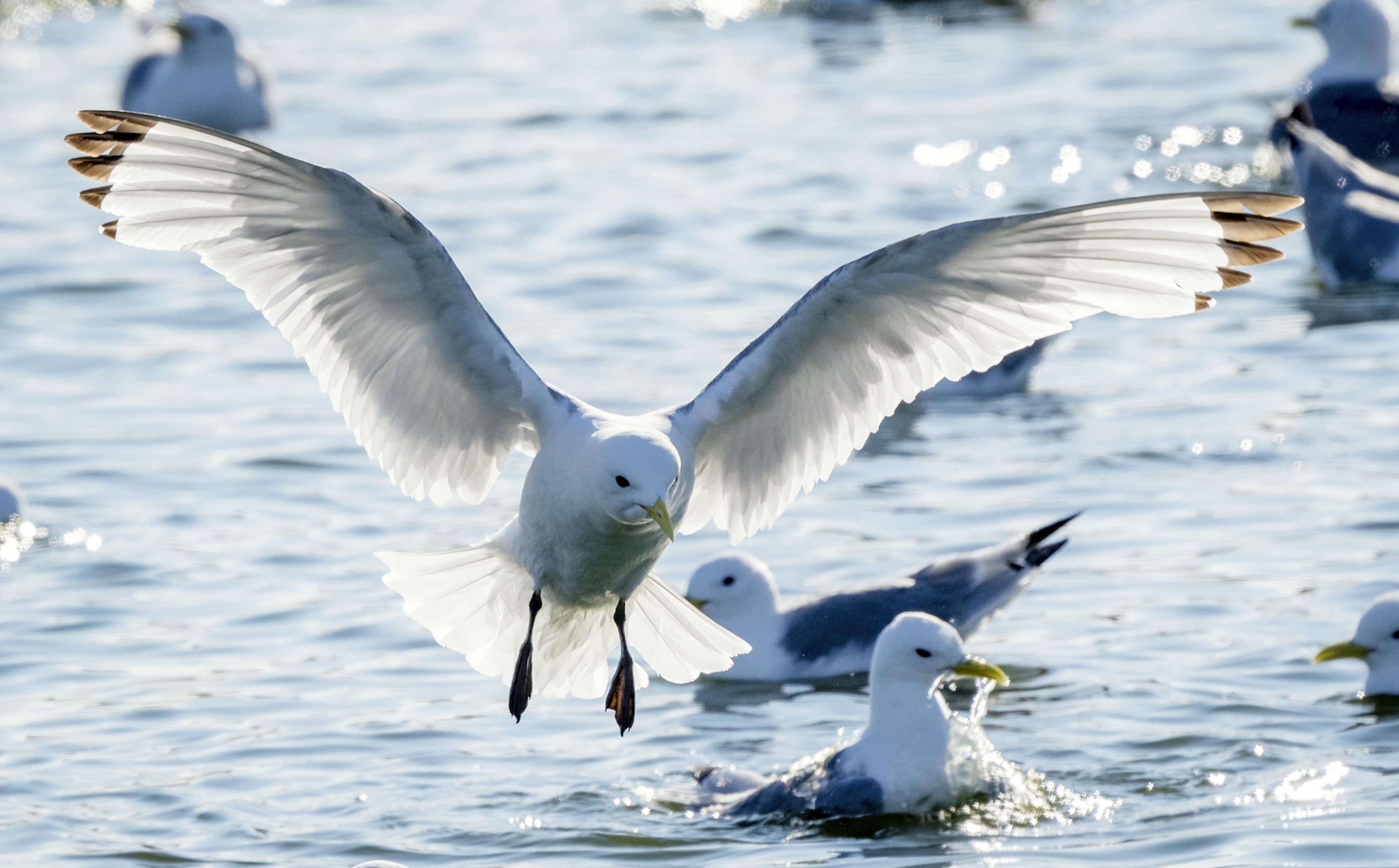 Black-Legged Kittiwakes