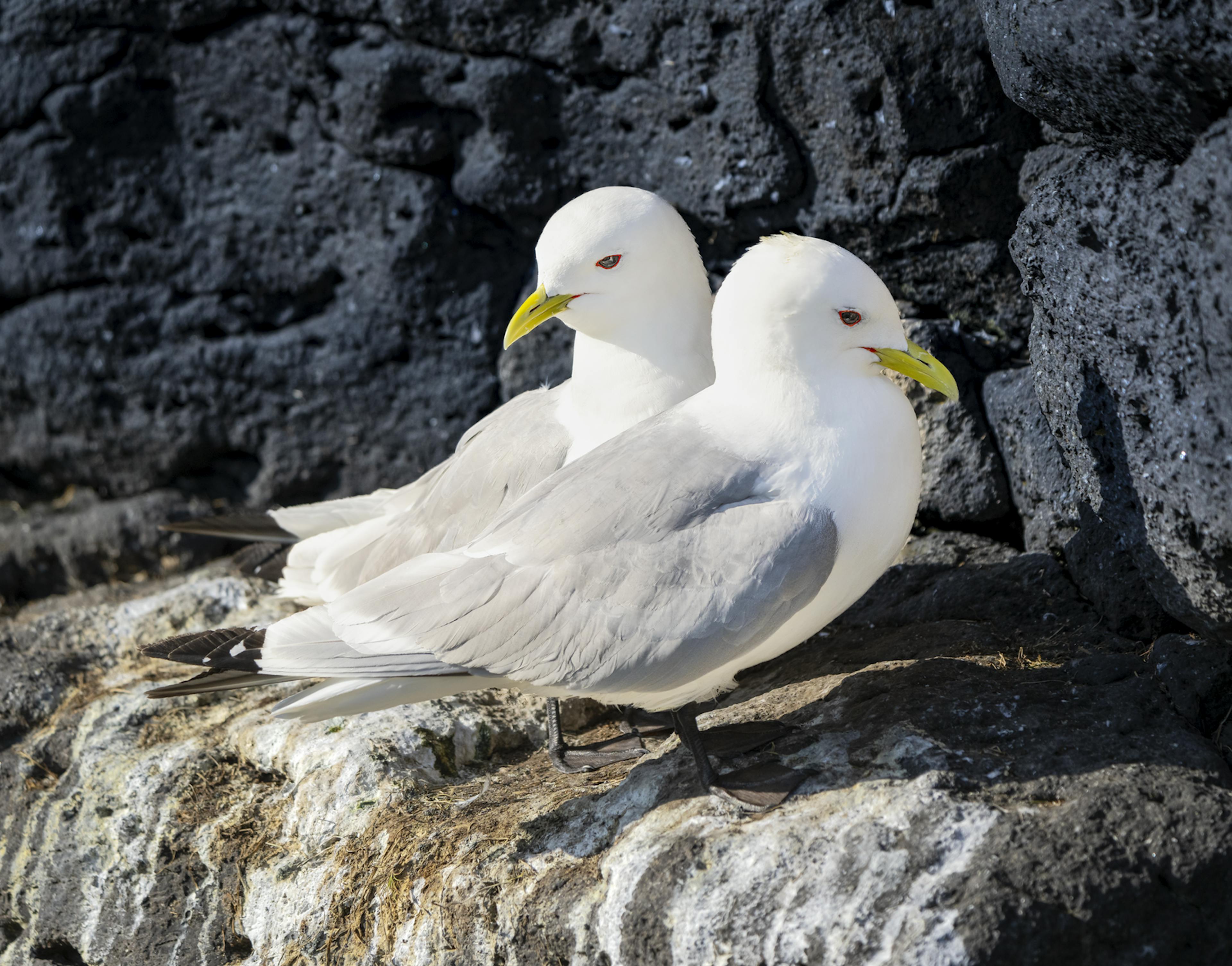  Black-Legged Kittiwakes