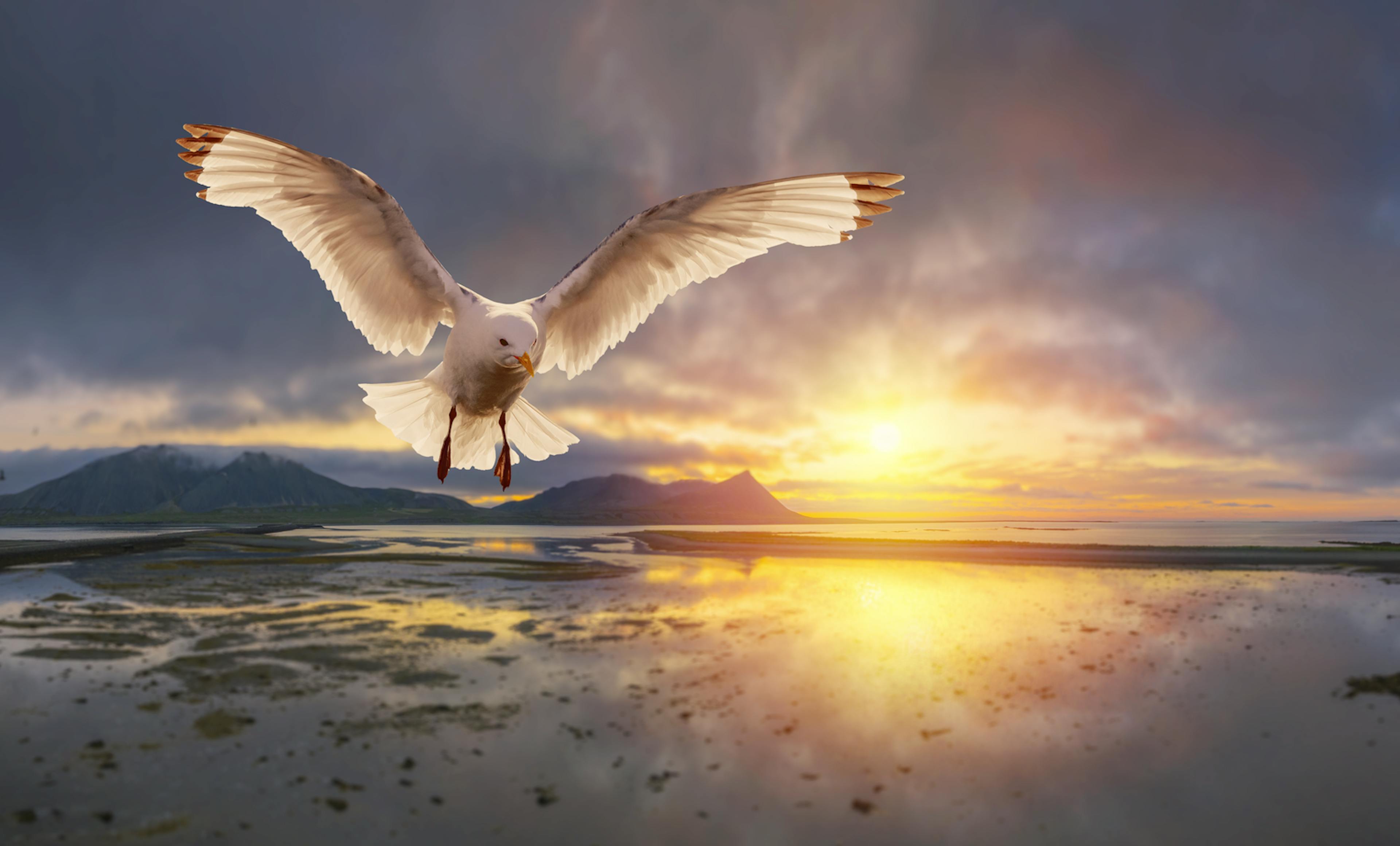 Black-Legged Kittiwake flying while sun is setting 