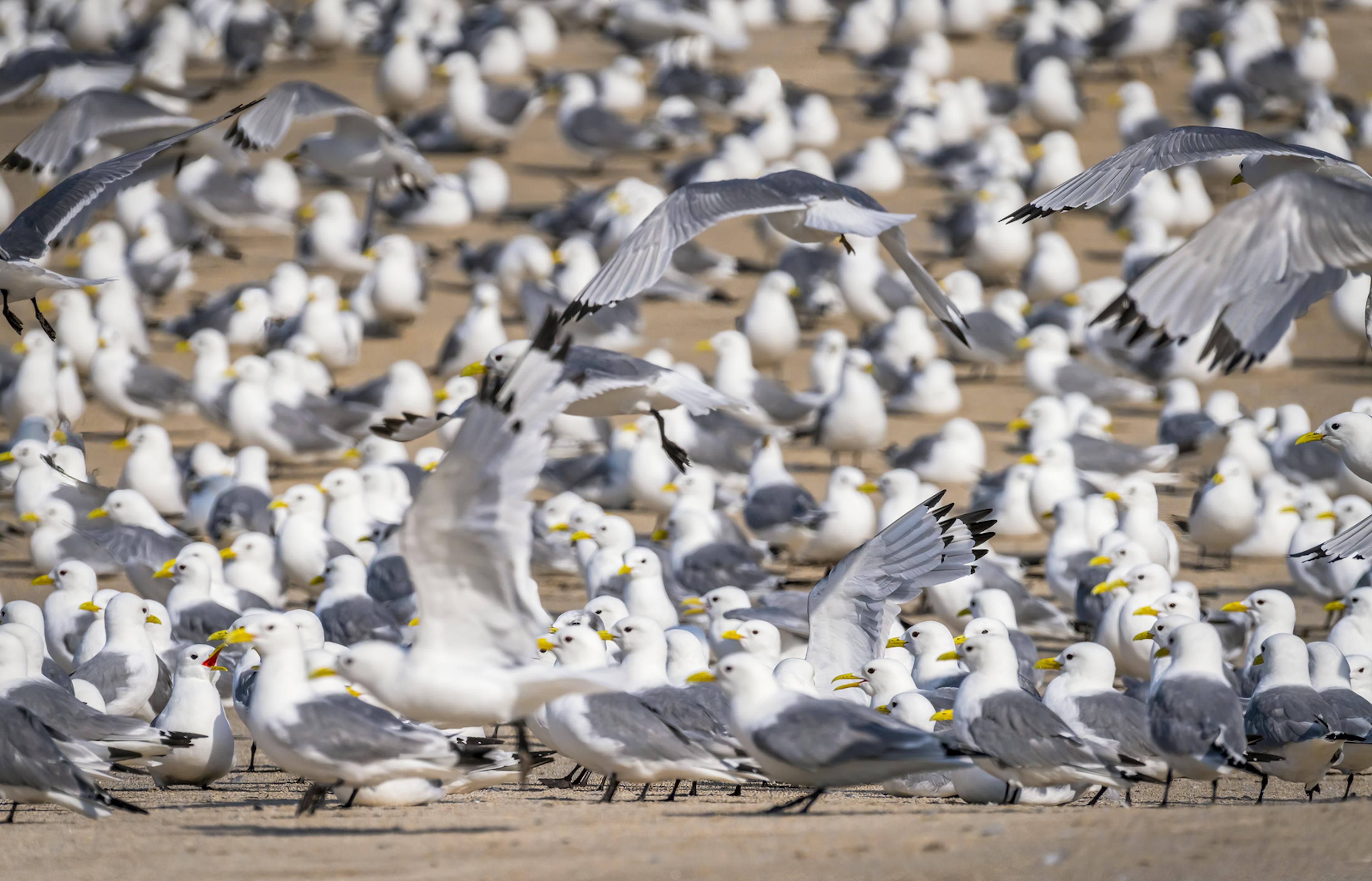 Group of Black-Legged Kittiwakes