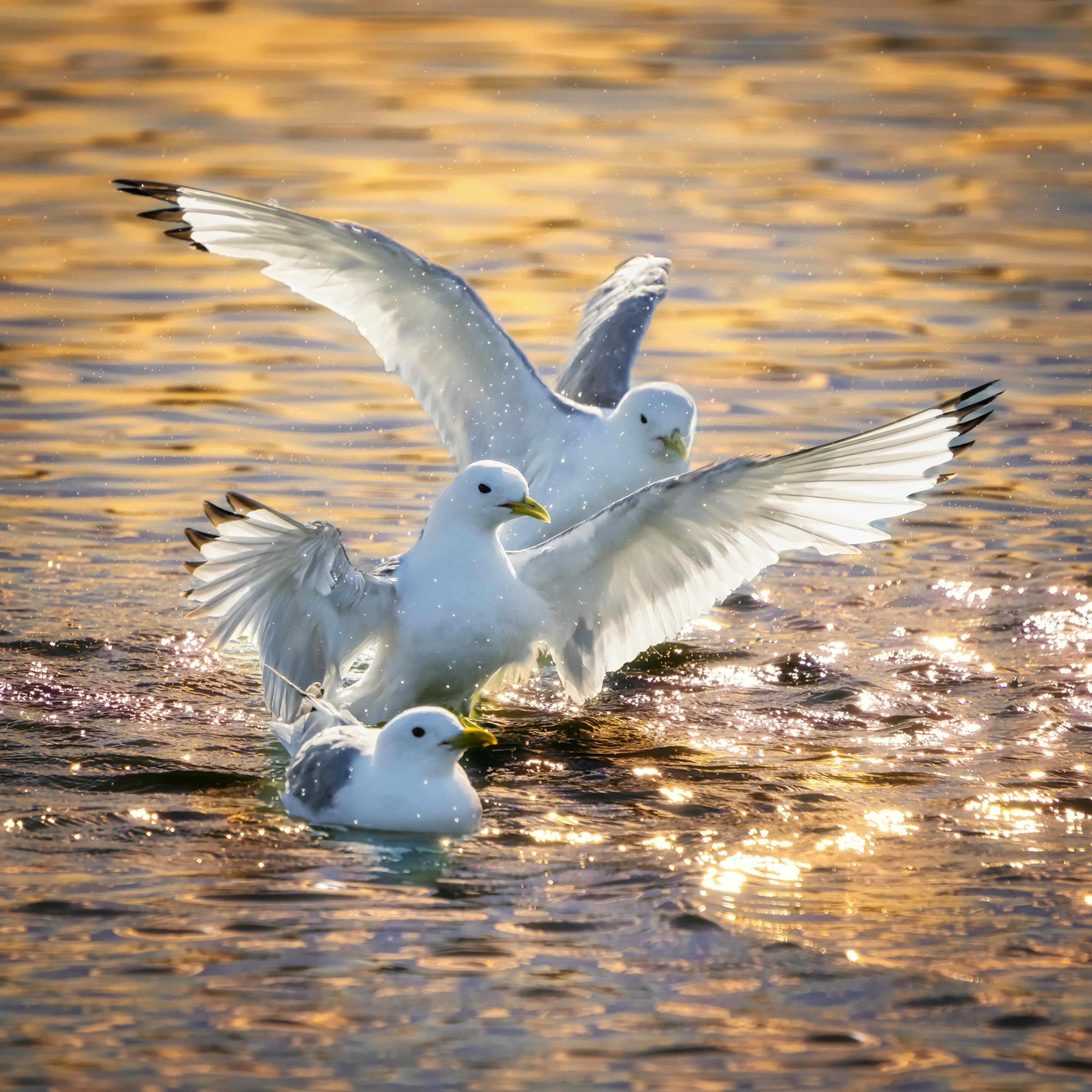 Black-Legged Kittiwakes in water