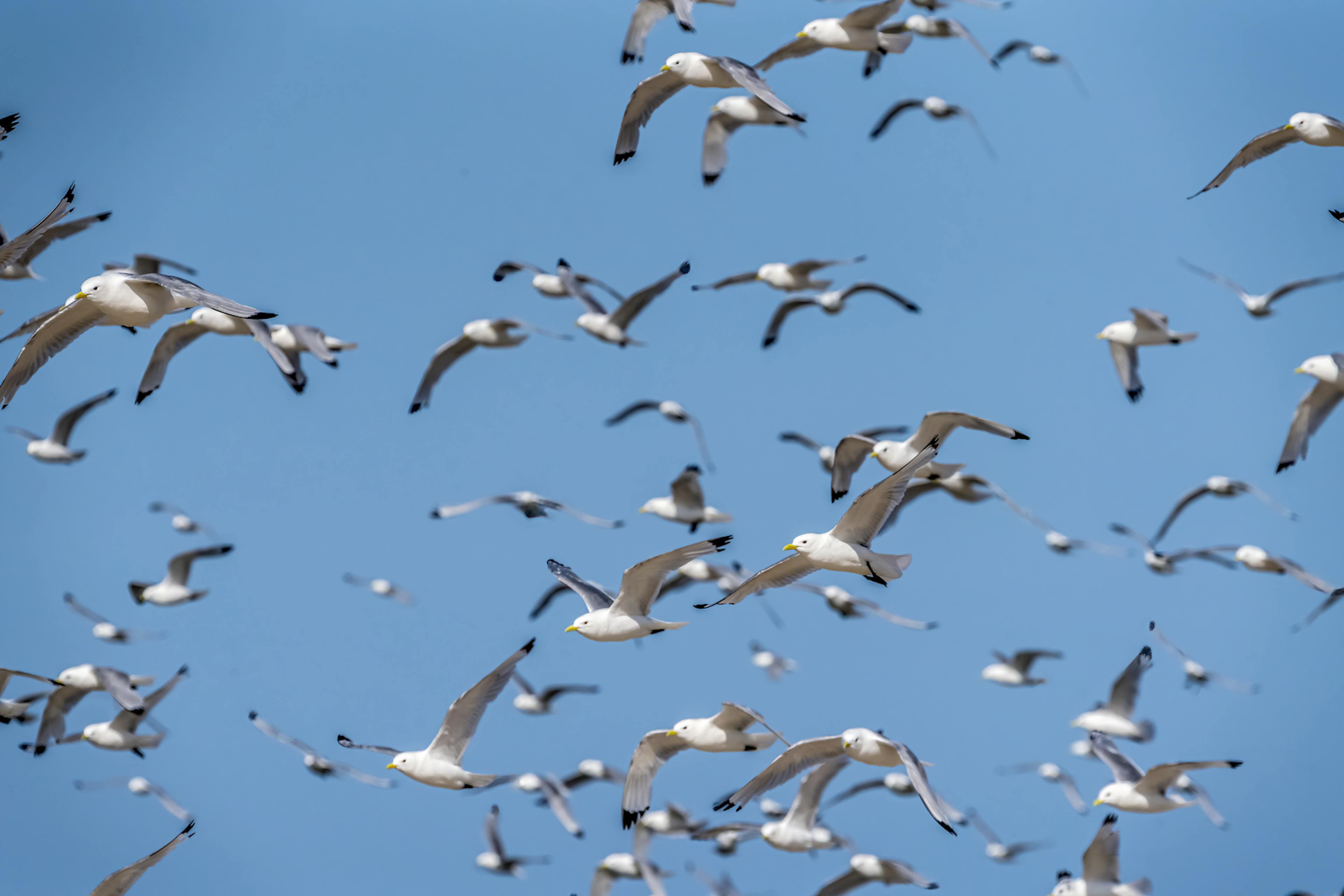 Group of Black-Legged Kittiwakes flying 