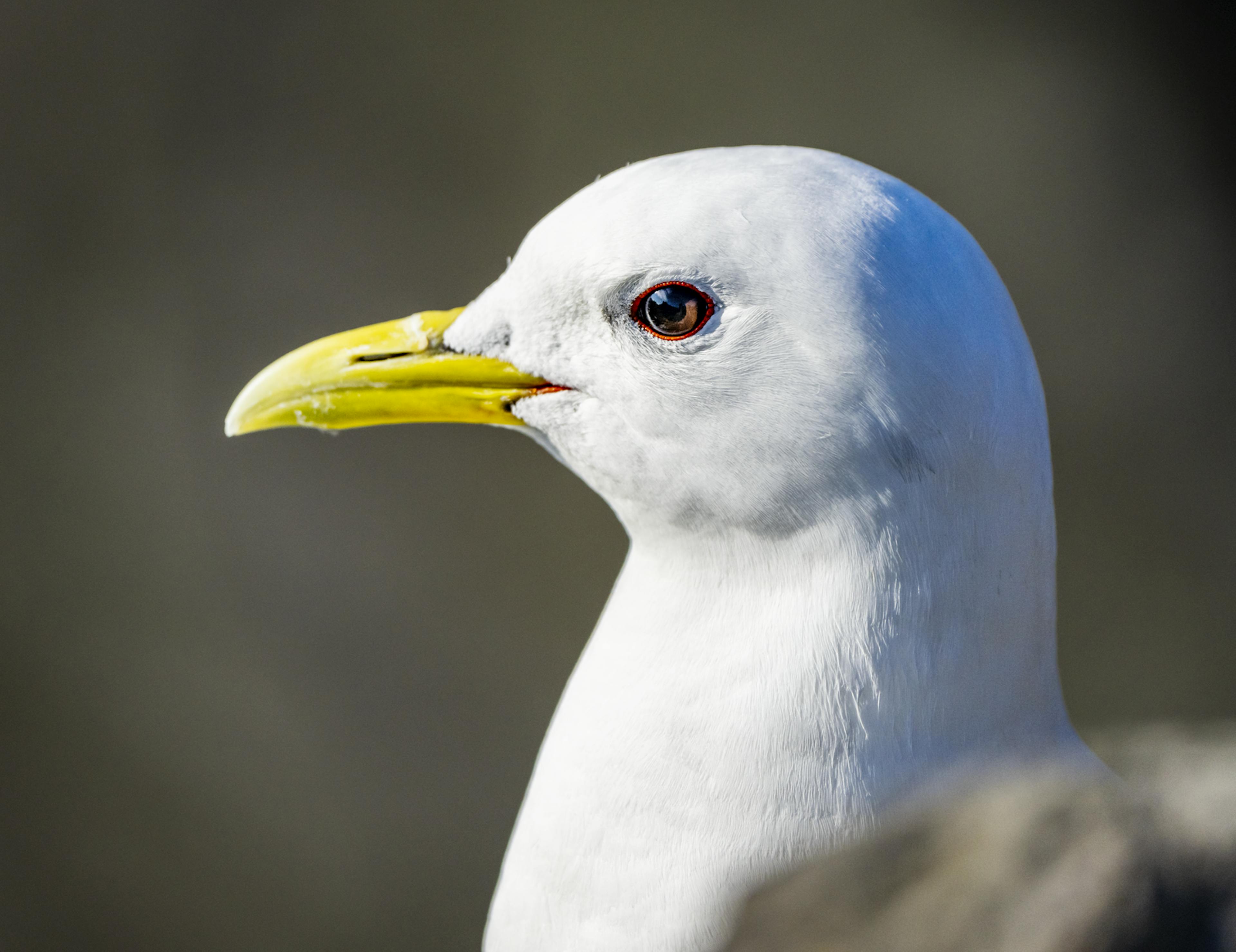 Black-Legged Kittiwake 