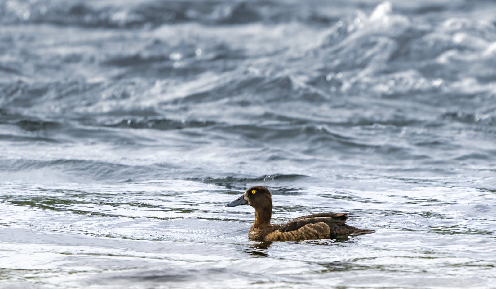 The tufted duck in water