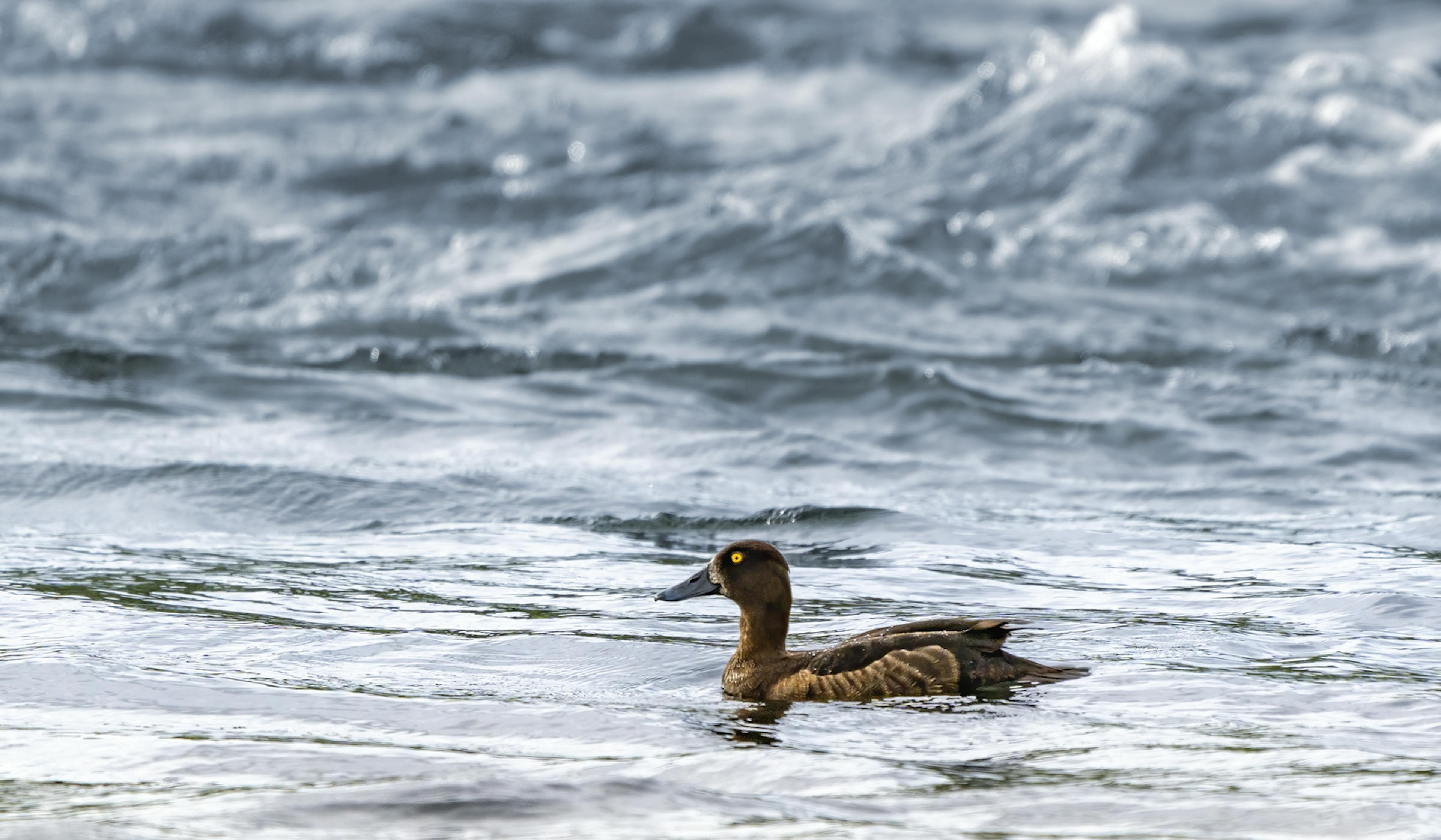 The tufted duck in water