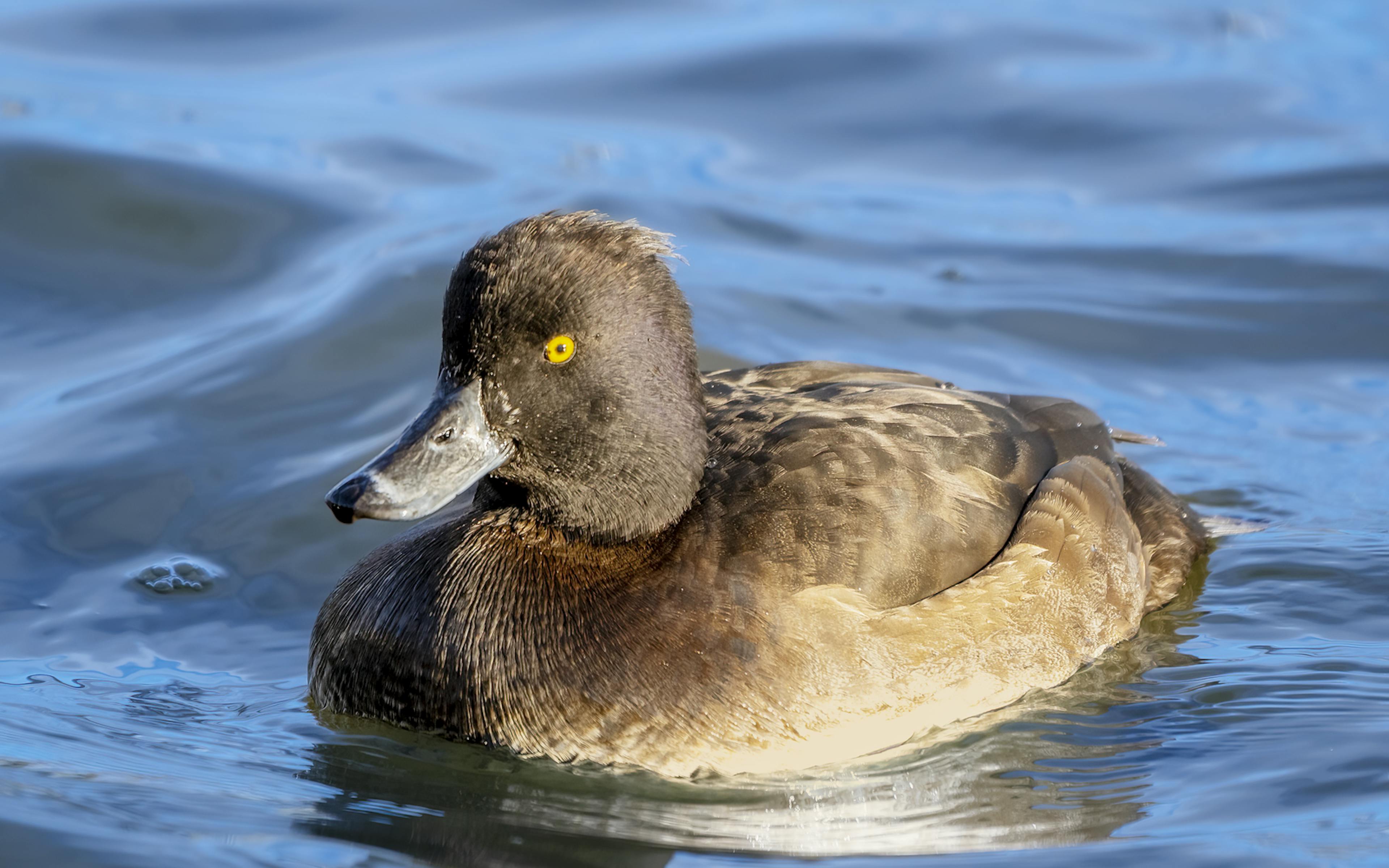 The tufted duck