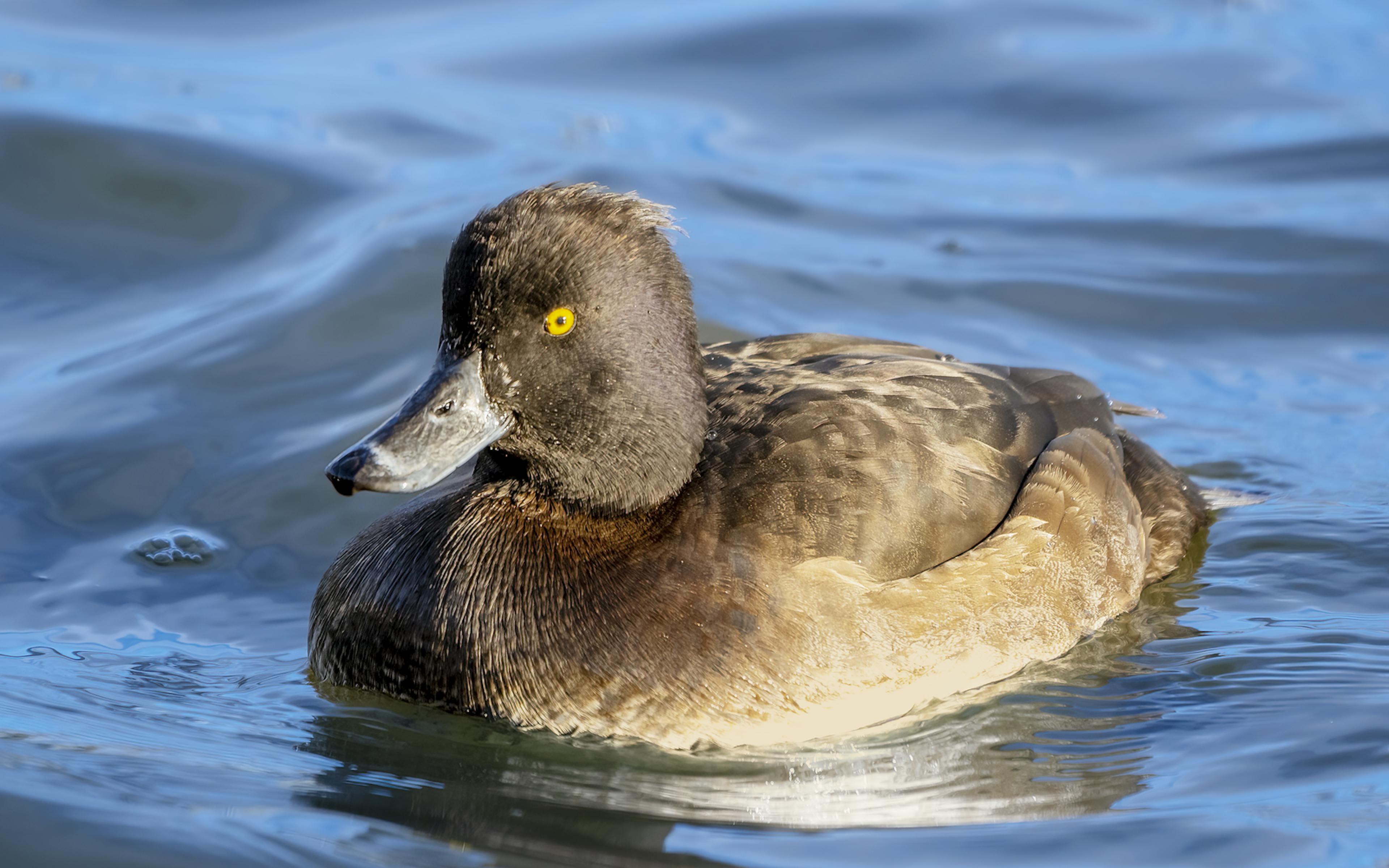 The tufted duck