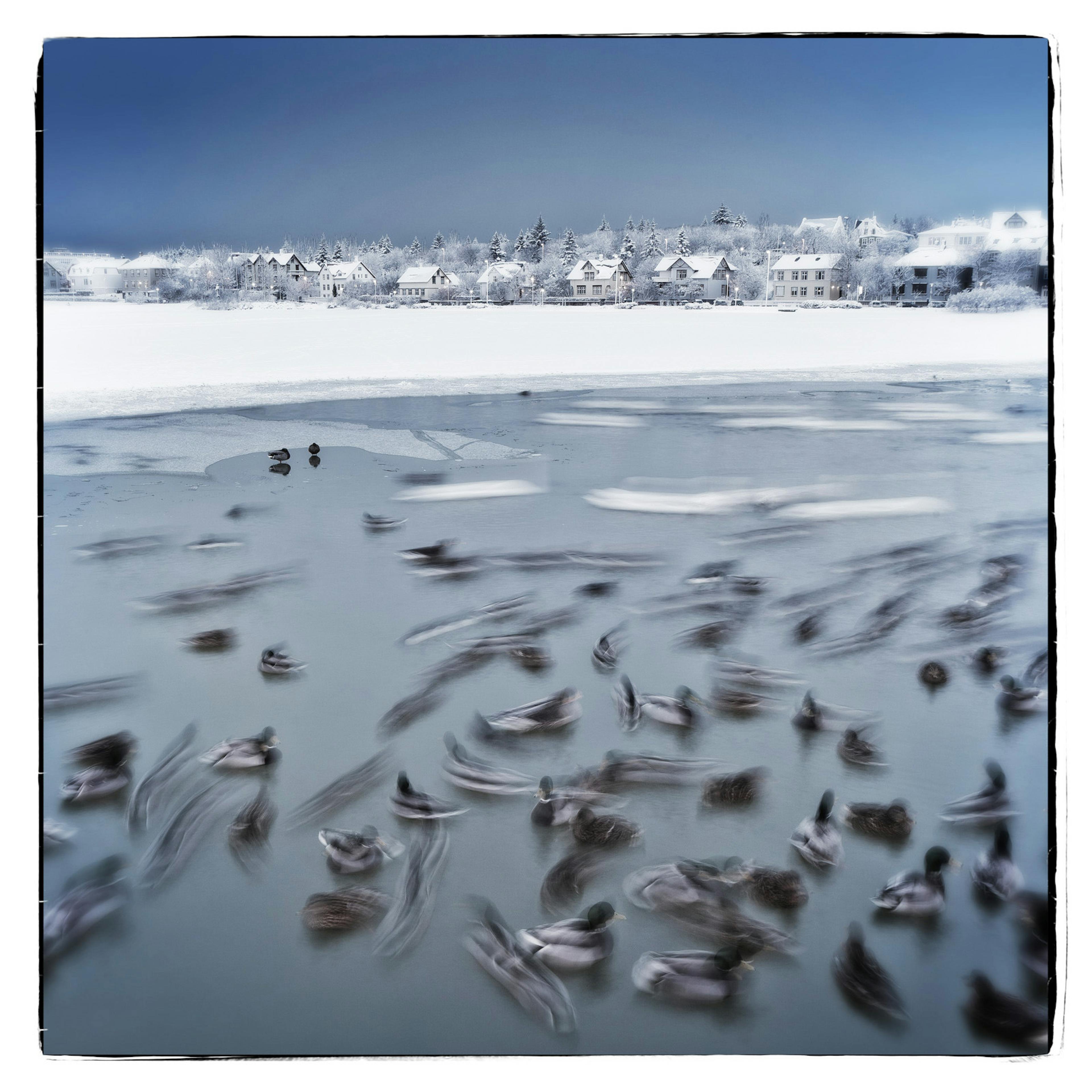 Tufted ducks in a pond in Reykjavik