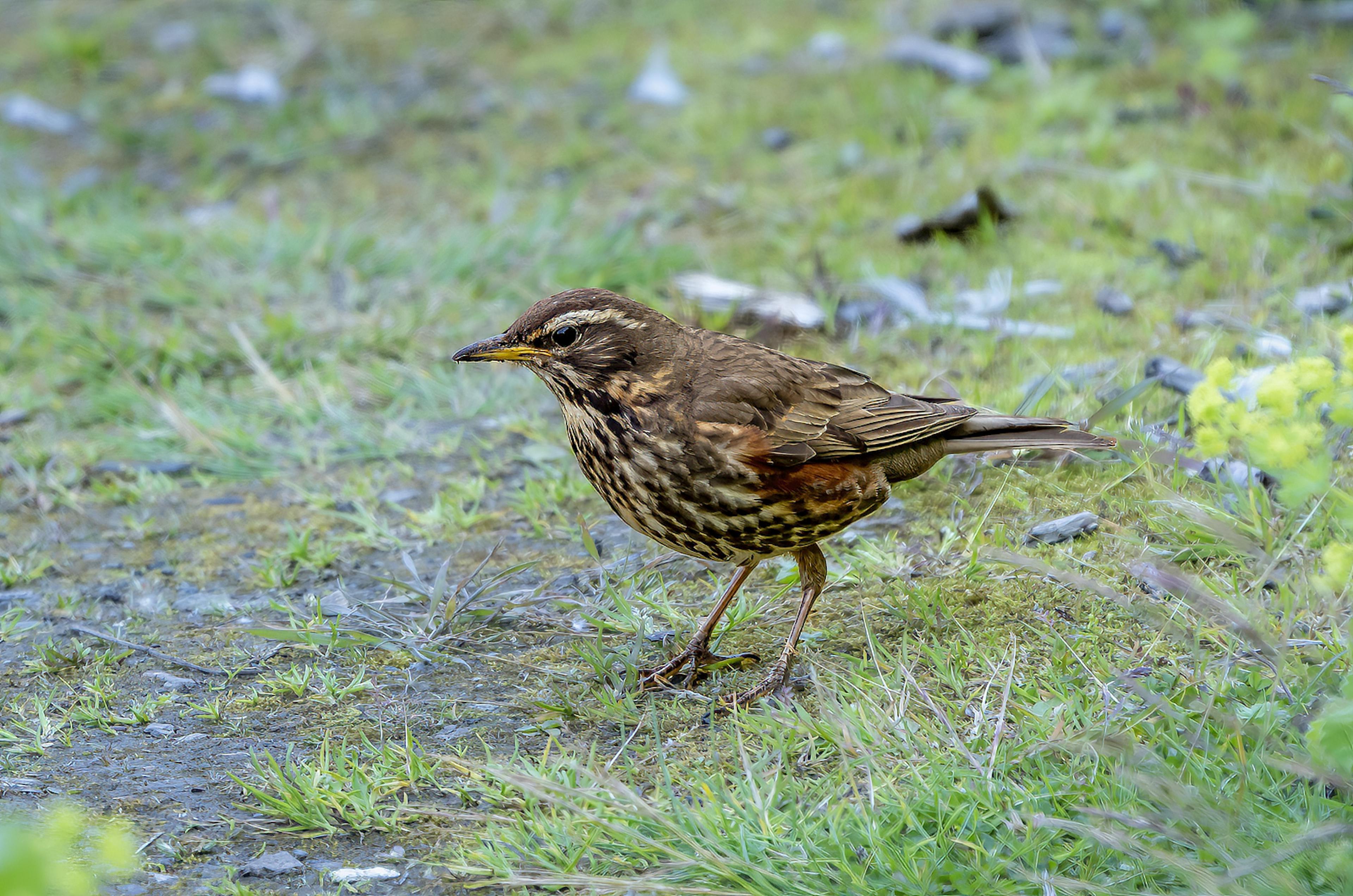 Icelandic Redwing