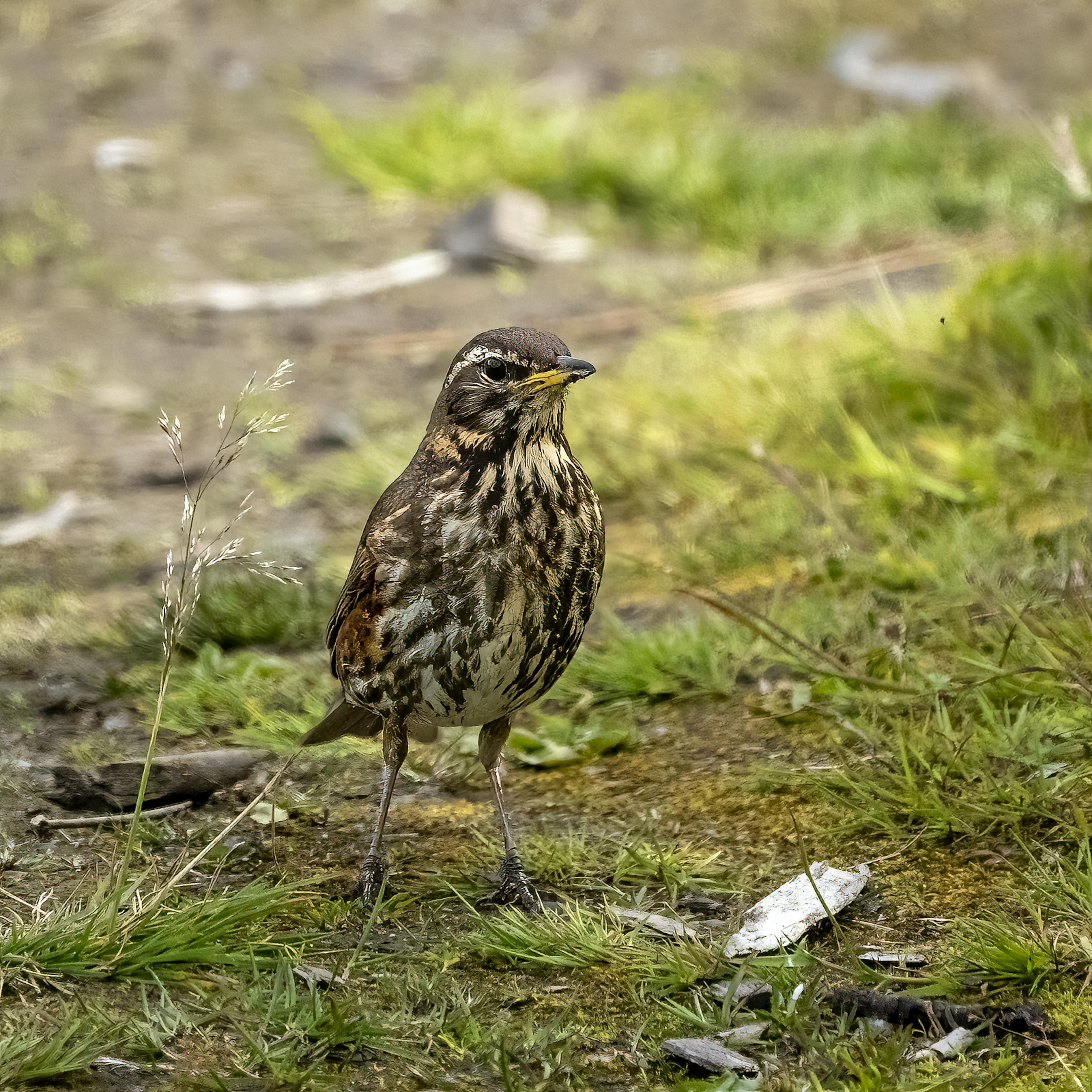 Icelandic Redwing