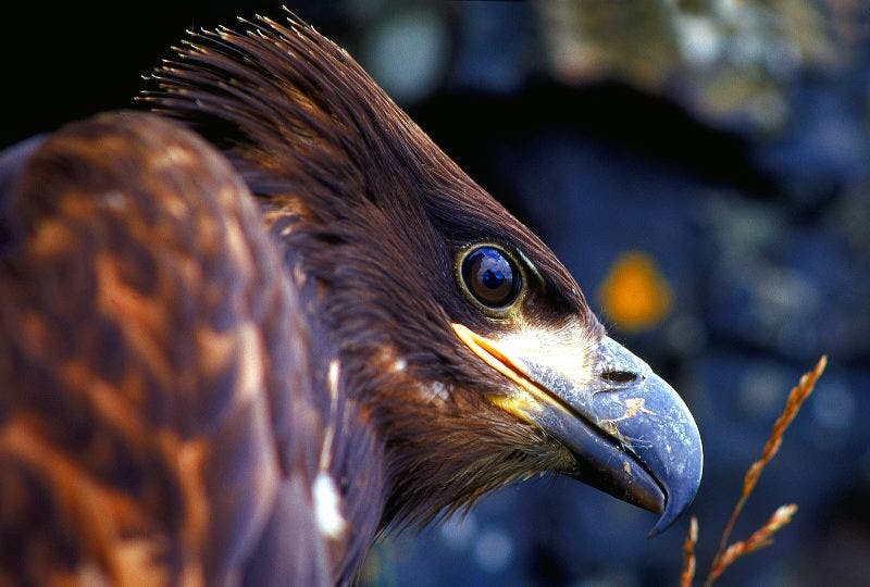 The White Tailed Eagle