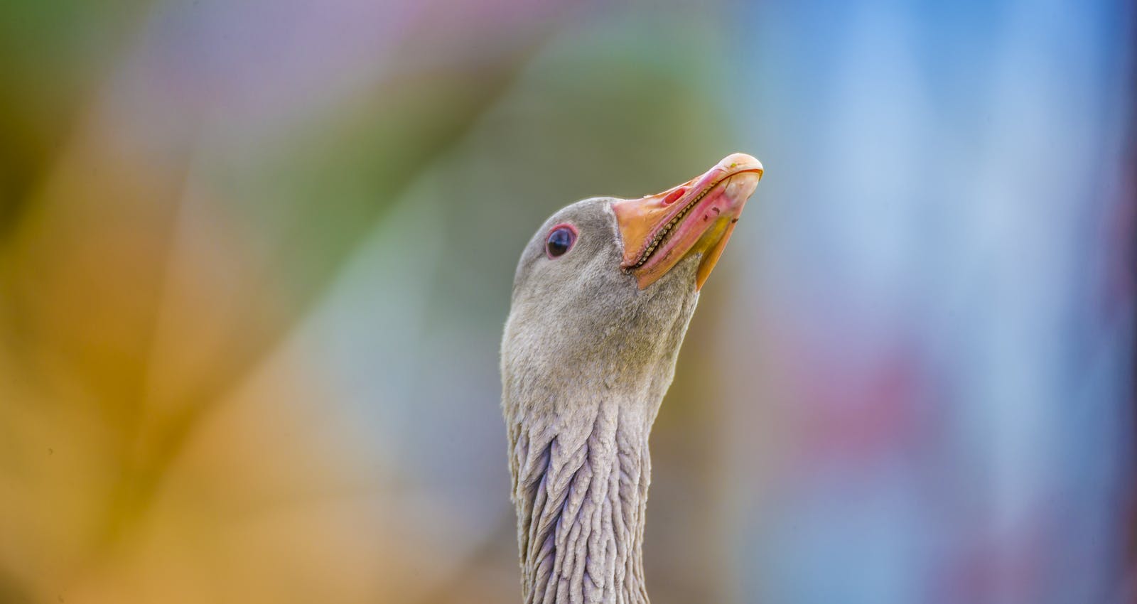 Graylag Goose