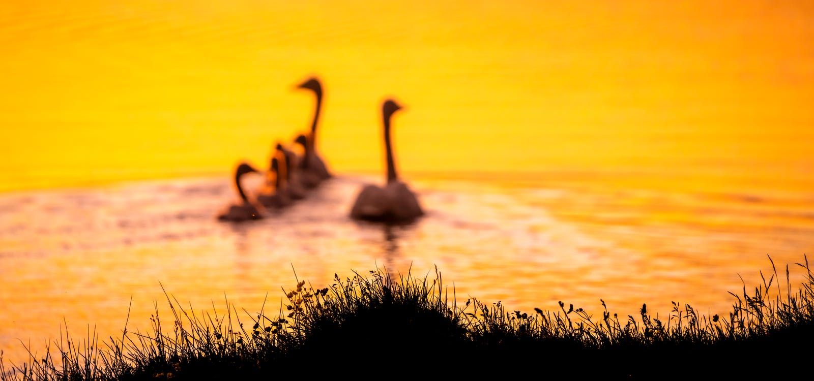 Whooper swan family