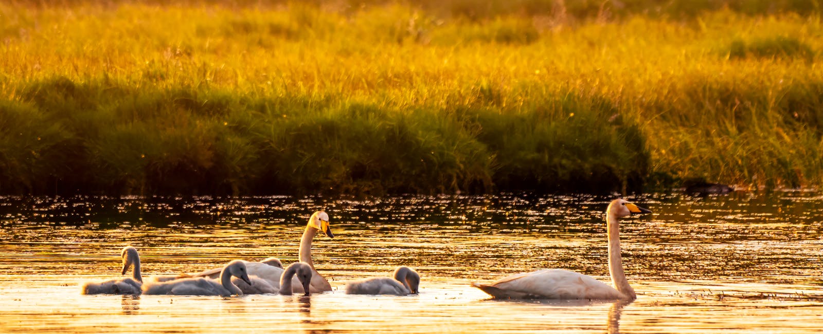 Whooper swan family