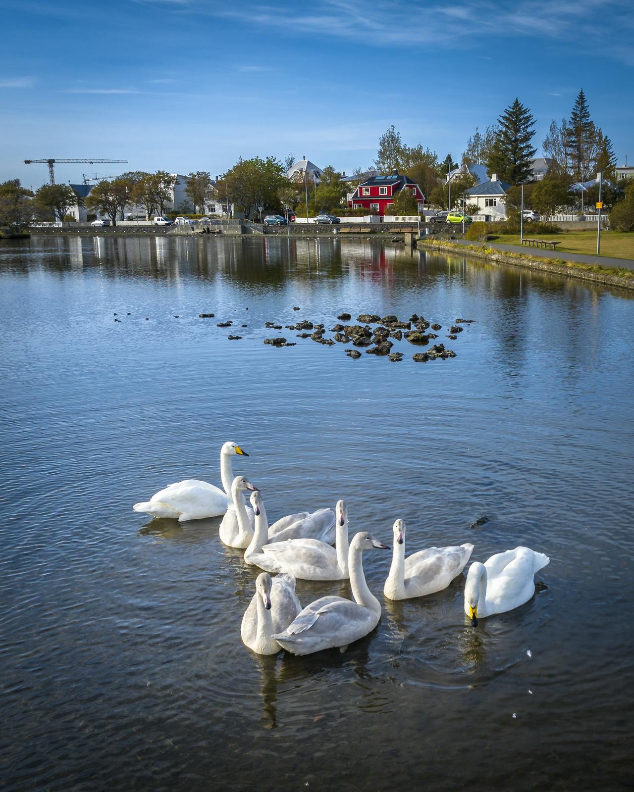 Reykjavík’s duck pond - Tjörnin