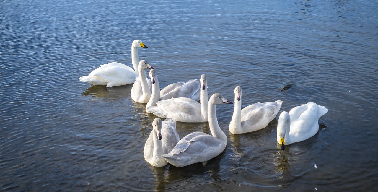 Whooper swan flock