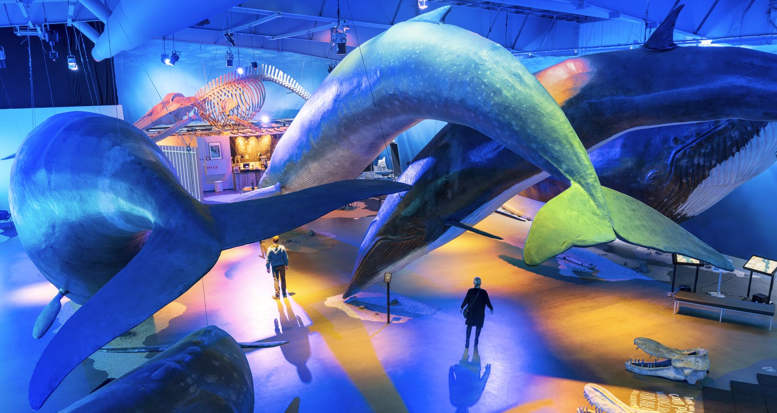 Whales of Iceland exhibition in Reykjavík