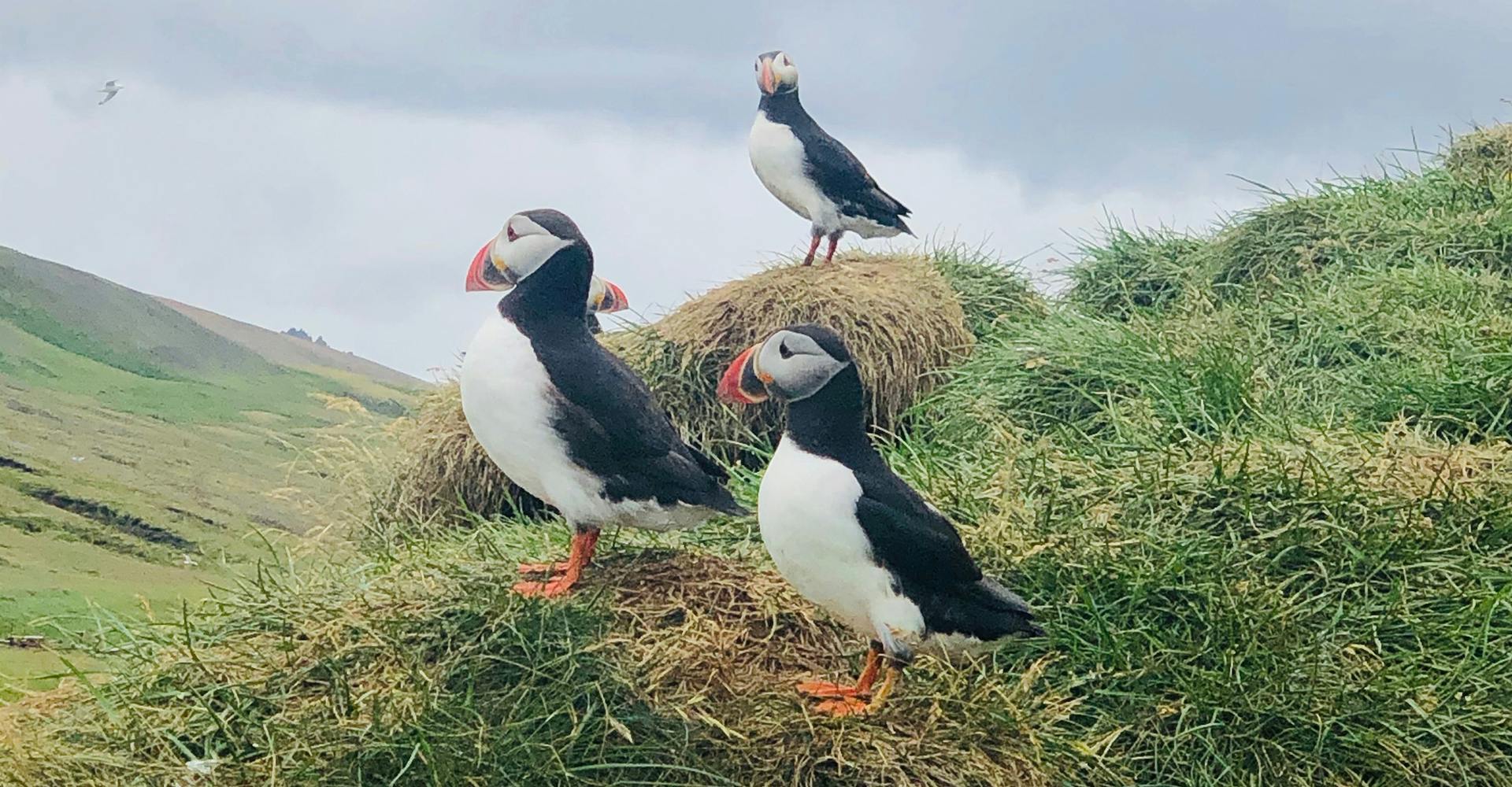 Puffins