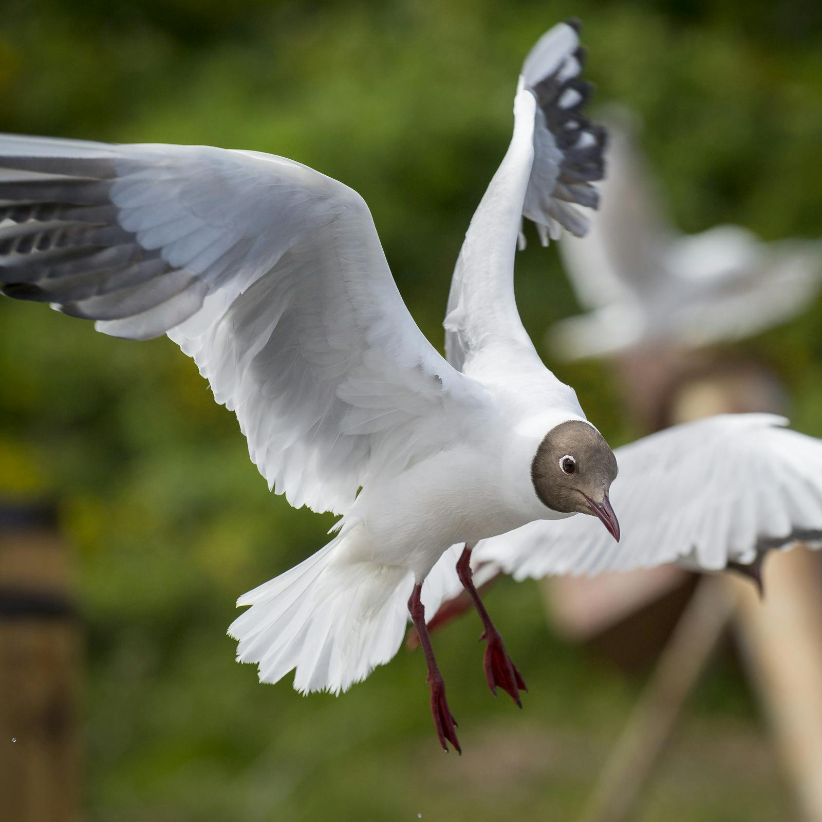 The Black-Headed Gull