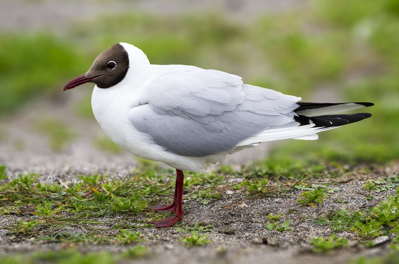 The Black-Headed Gull