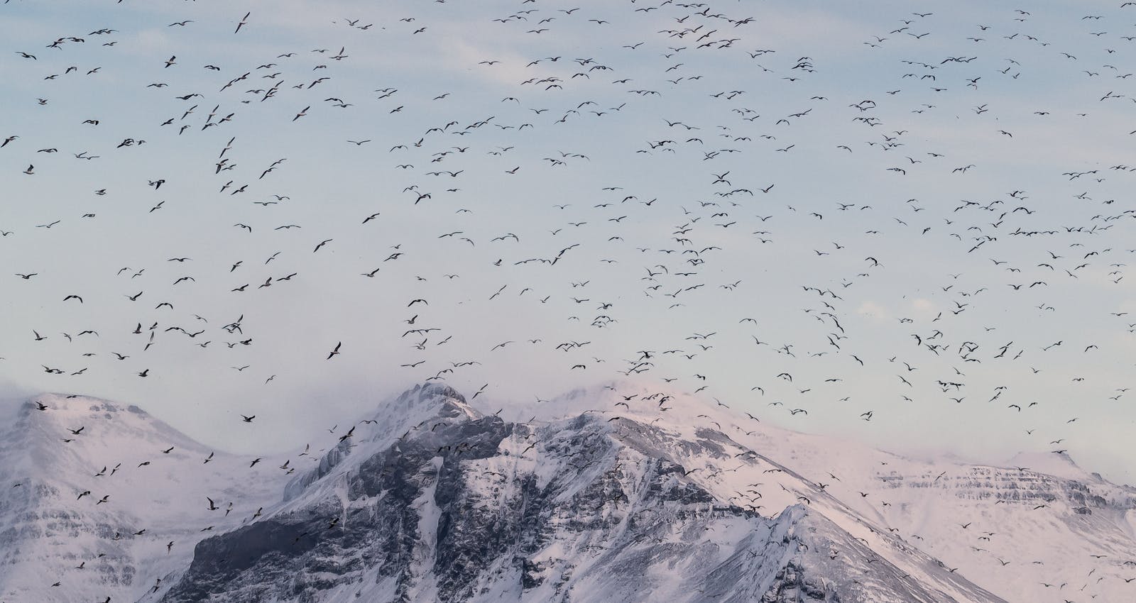 Flock of Black-Headed Gull