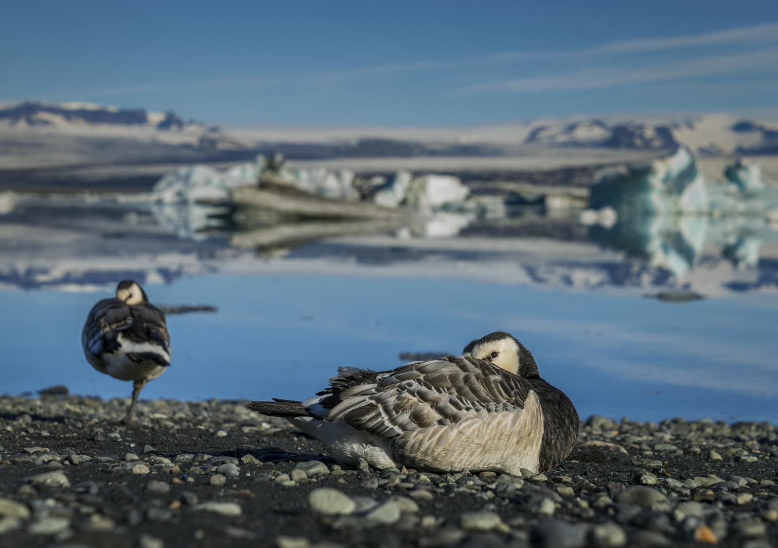 Barnacle Goose sleeping by Jökulsárlón