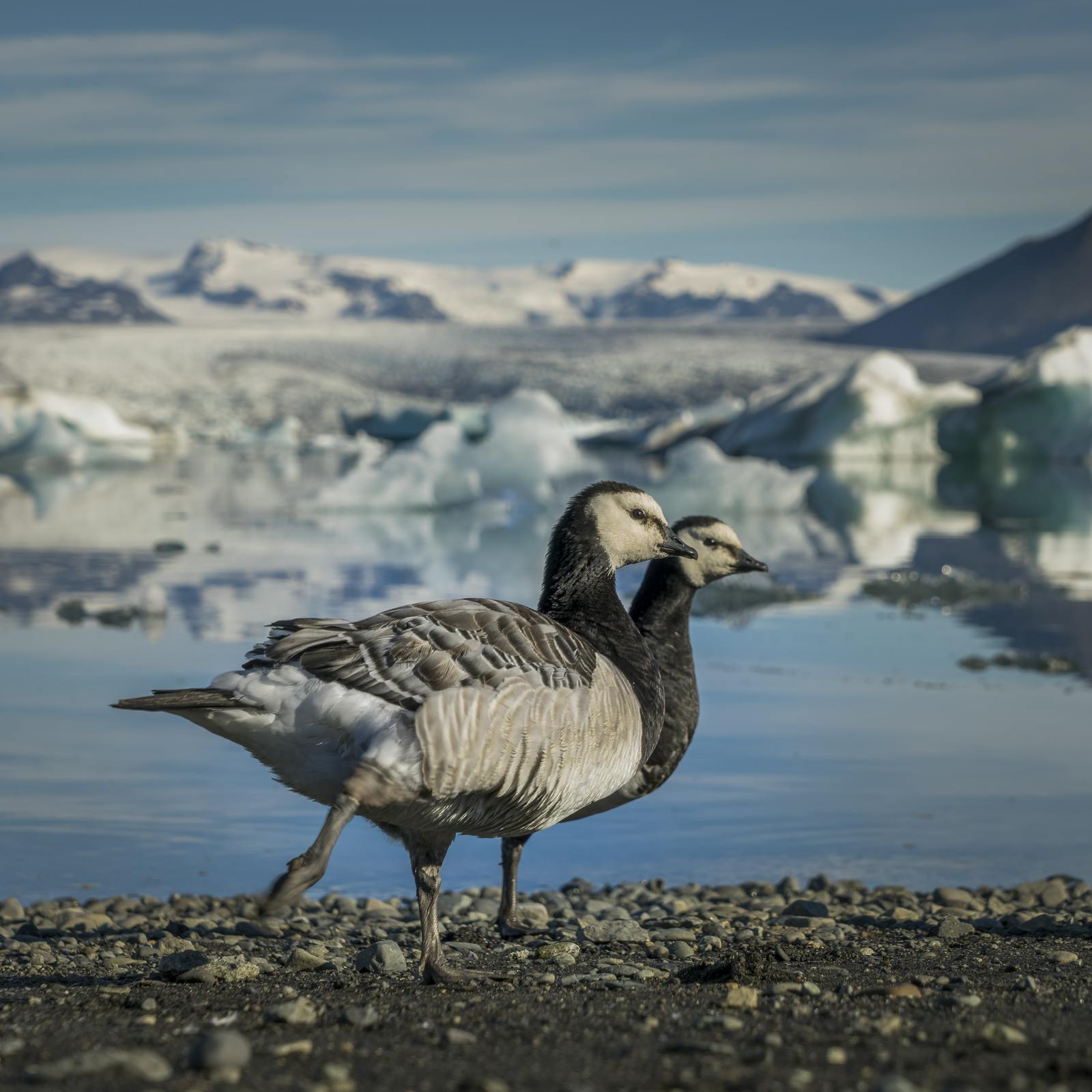Barnacle Geese walking by Jökulsárlon