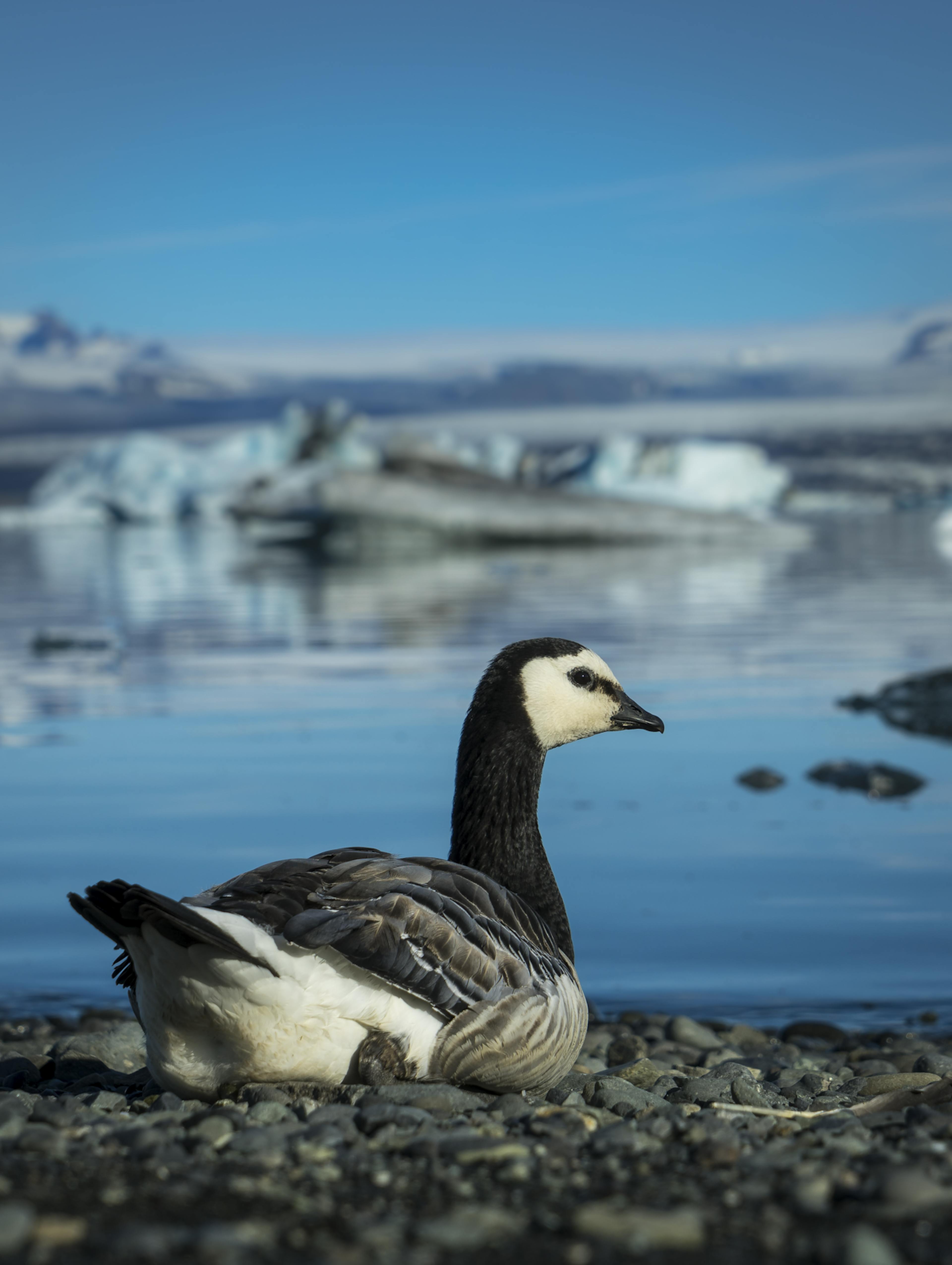The Icelandic barnacle goose