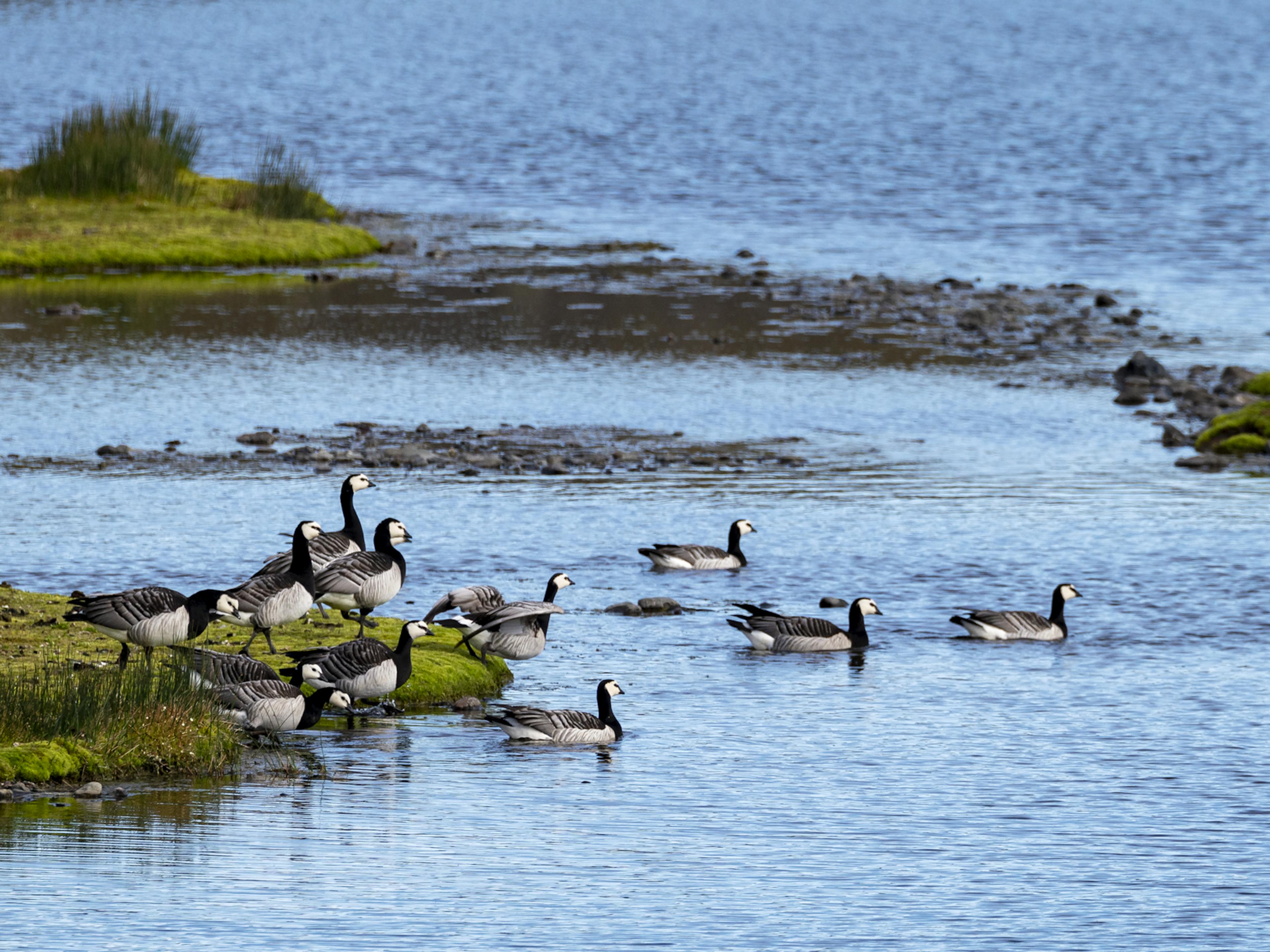 Barnacle Geese swimming in lake in Iceland